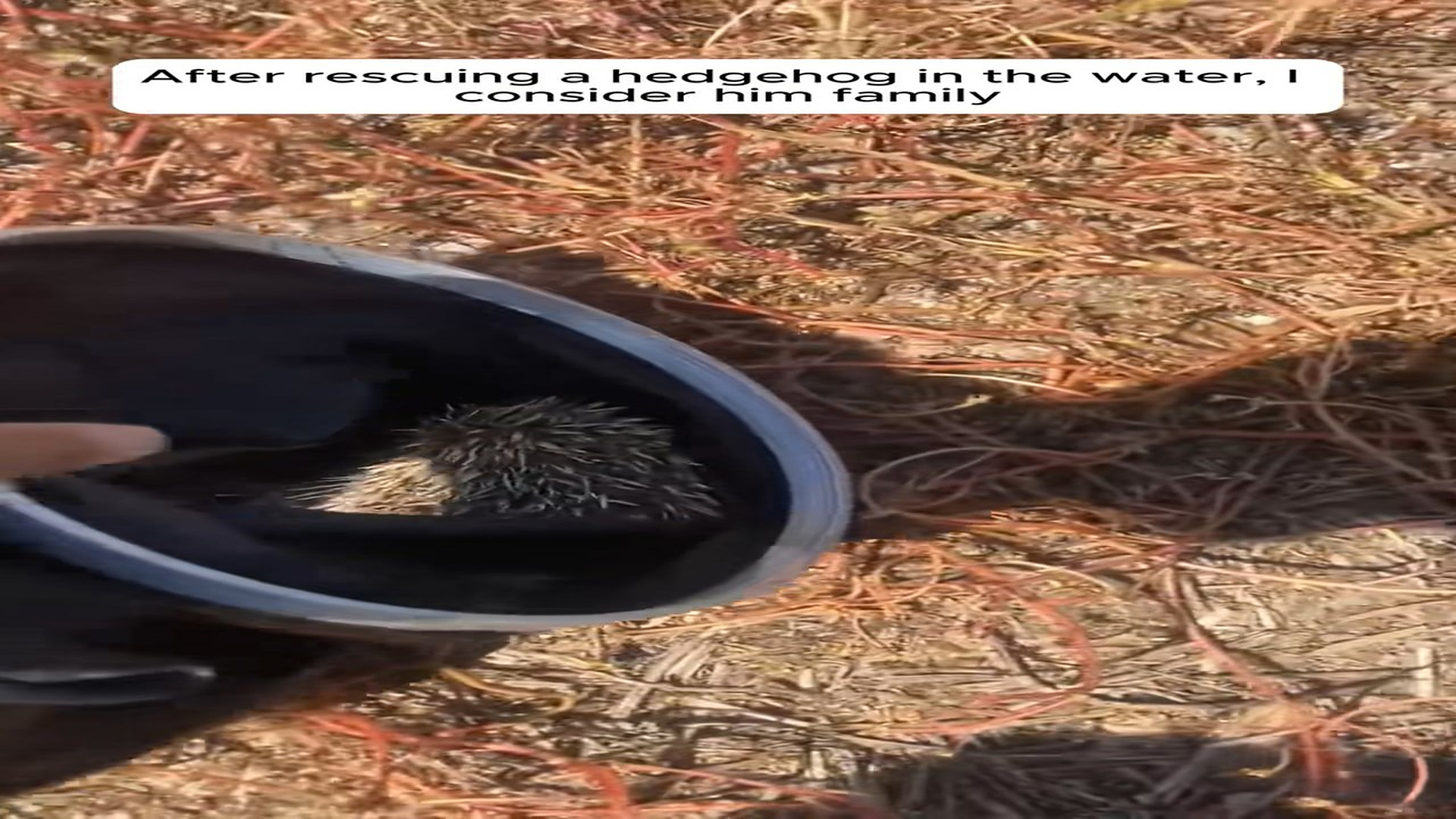 Full Video : N1308004_After rescuing a hedgehog in the water, I consider him family.#animals #animalrescue #rescue #animal
