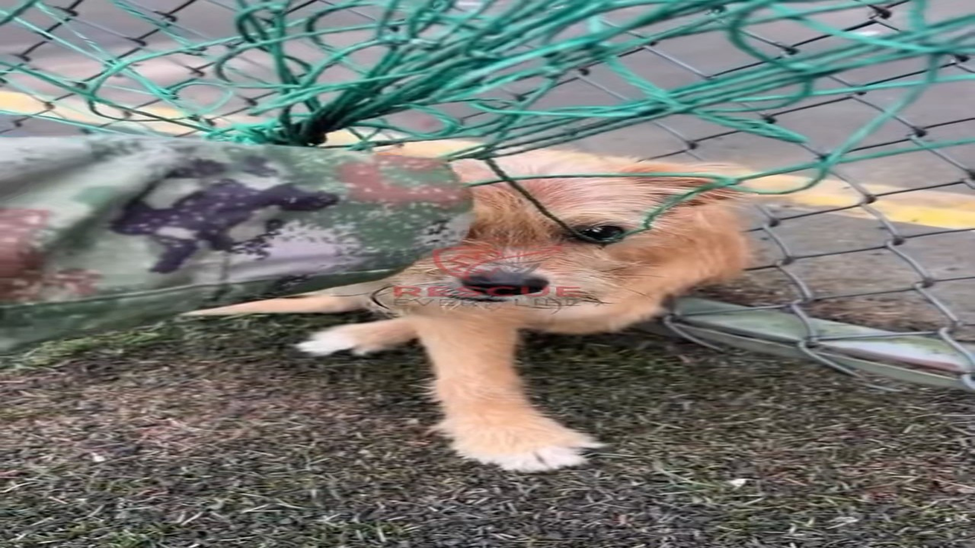 Full Video : N1308005_Dog Trapped in Net Freed Just in Time �❤️ #DogRescue #AnimalRescue #SaveAnimals #RescueStory #Kindn
