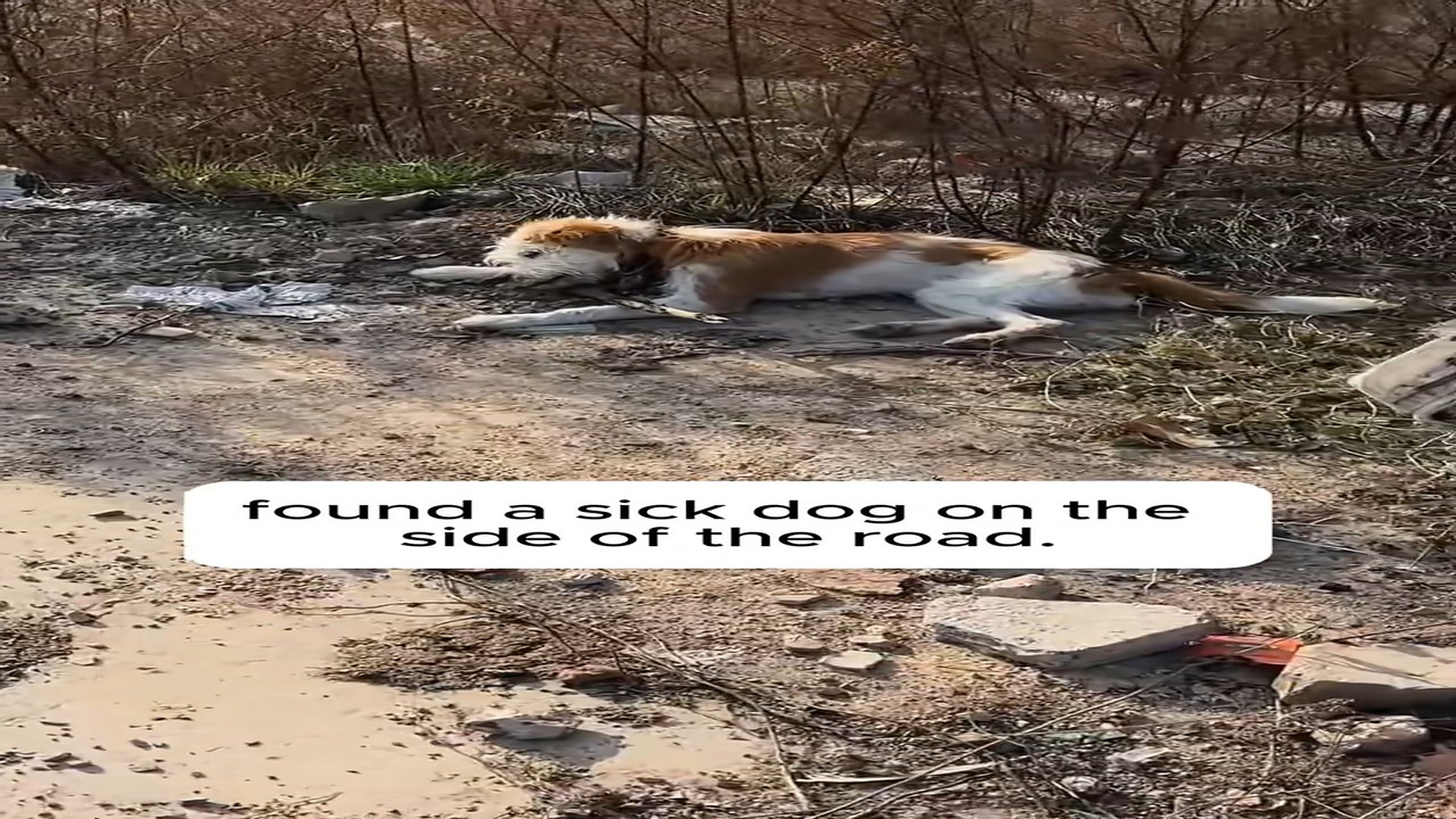 Full Video : N1308007_found a sick dog on the side of the road.Take him to the hospital for treatment.#animals #animalresc