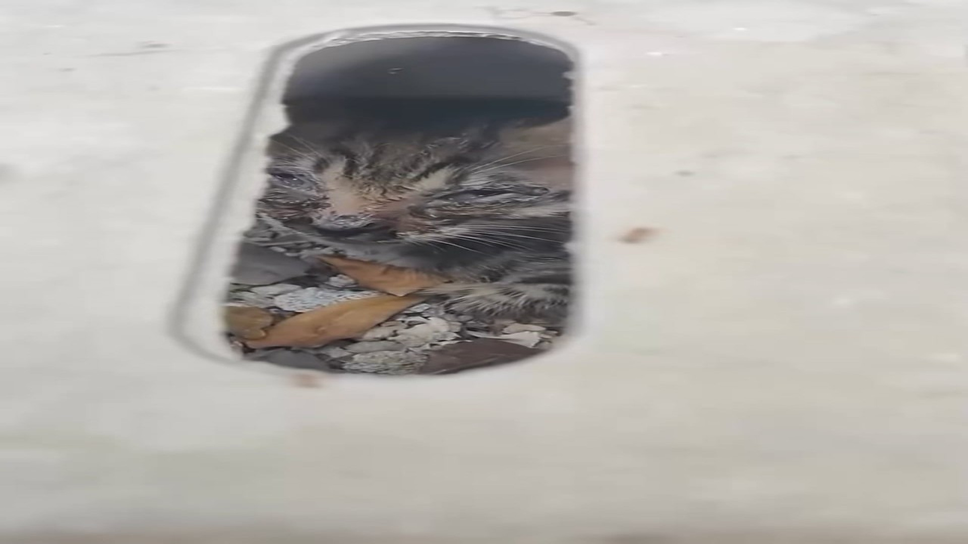 Full Video : N1308010_Injured and Sick Kitten Rescued and Given a Second Chance” #AnimalRescue #KittenRescue #RescueStory