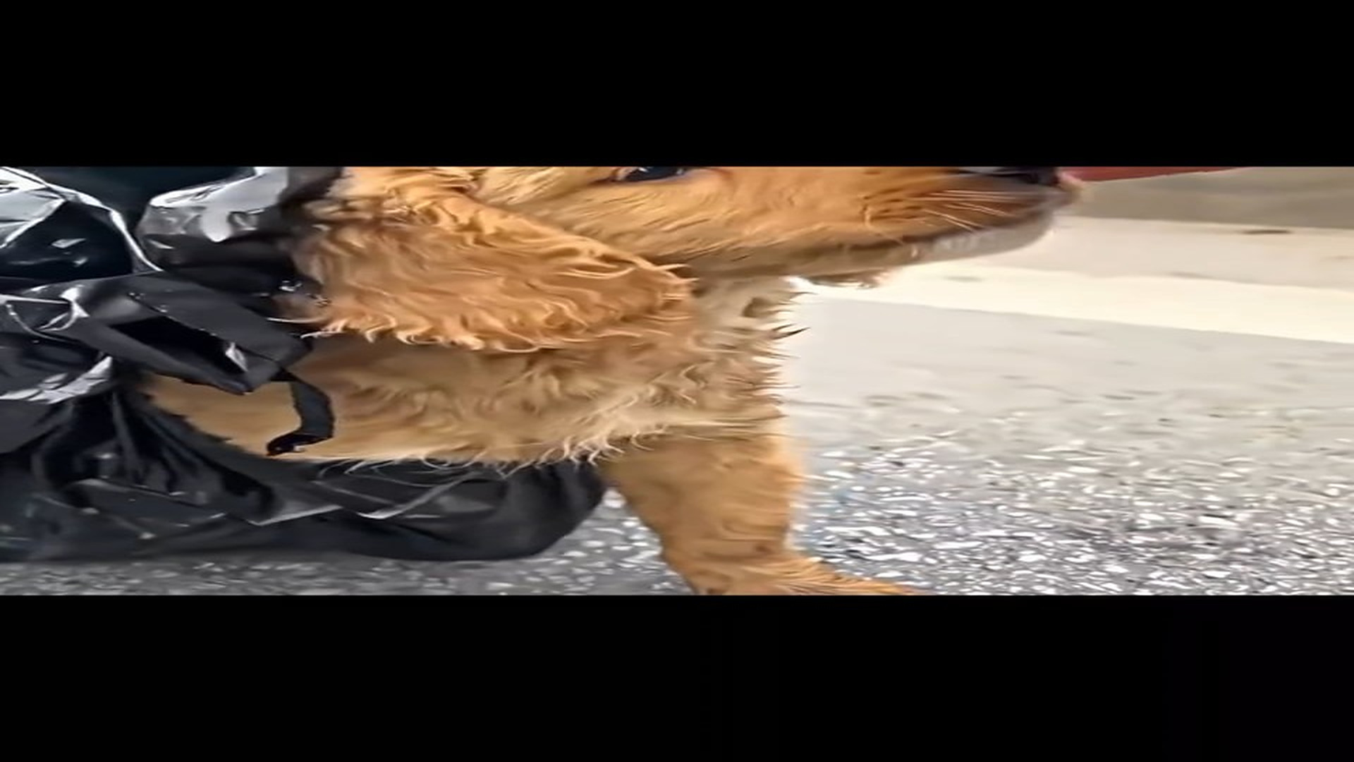 Full Video : N1308017_Puppy Trapped in Plastic Bag Rescued Just in Time �❤️ #PuppyRescue #AnimalRescue #SaveAnimals #Resc