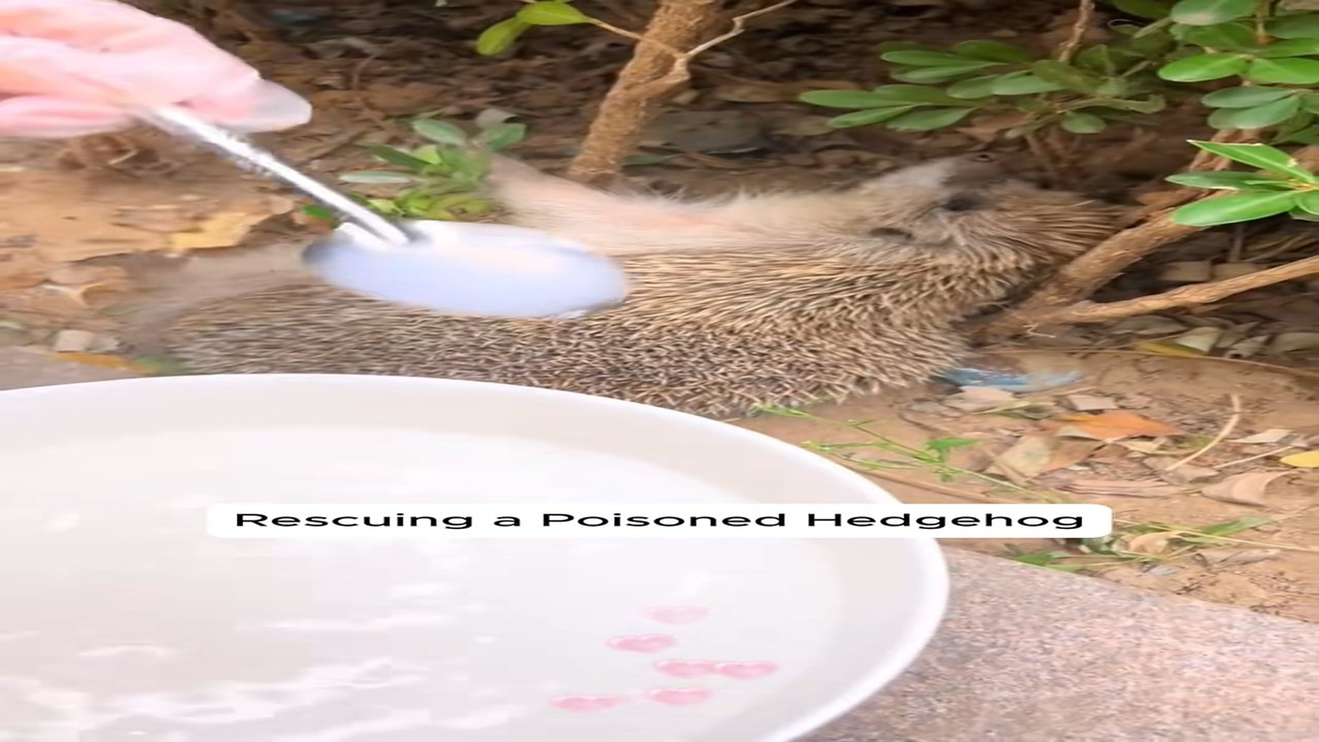 Full Video : N1308019_Rescue hedgehog #animals #animalrescue #rescue #animalsoftiktok #fyp #usa #Foryou #Friendship #Us #c