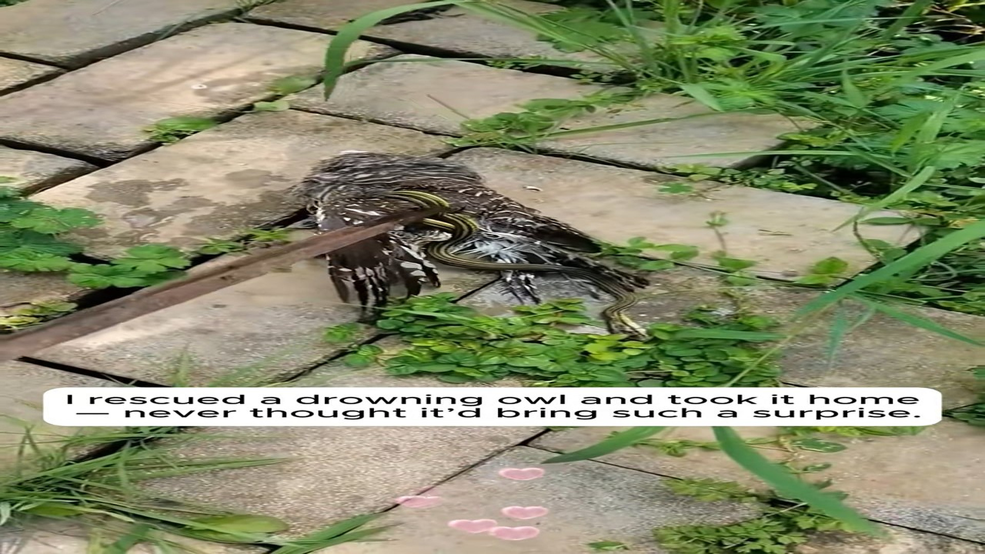 Full Video : N1308021_Rescue Owl #animals #Foryou #Friendship #Us #capcutforus #capcut #capcutpioneer