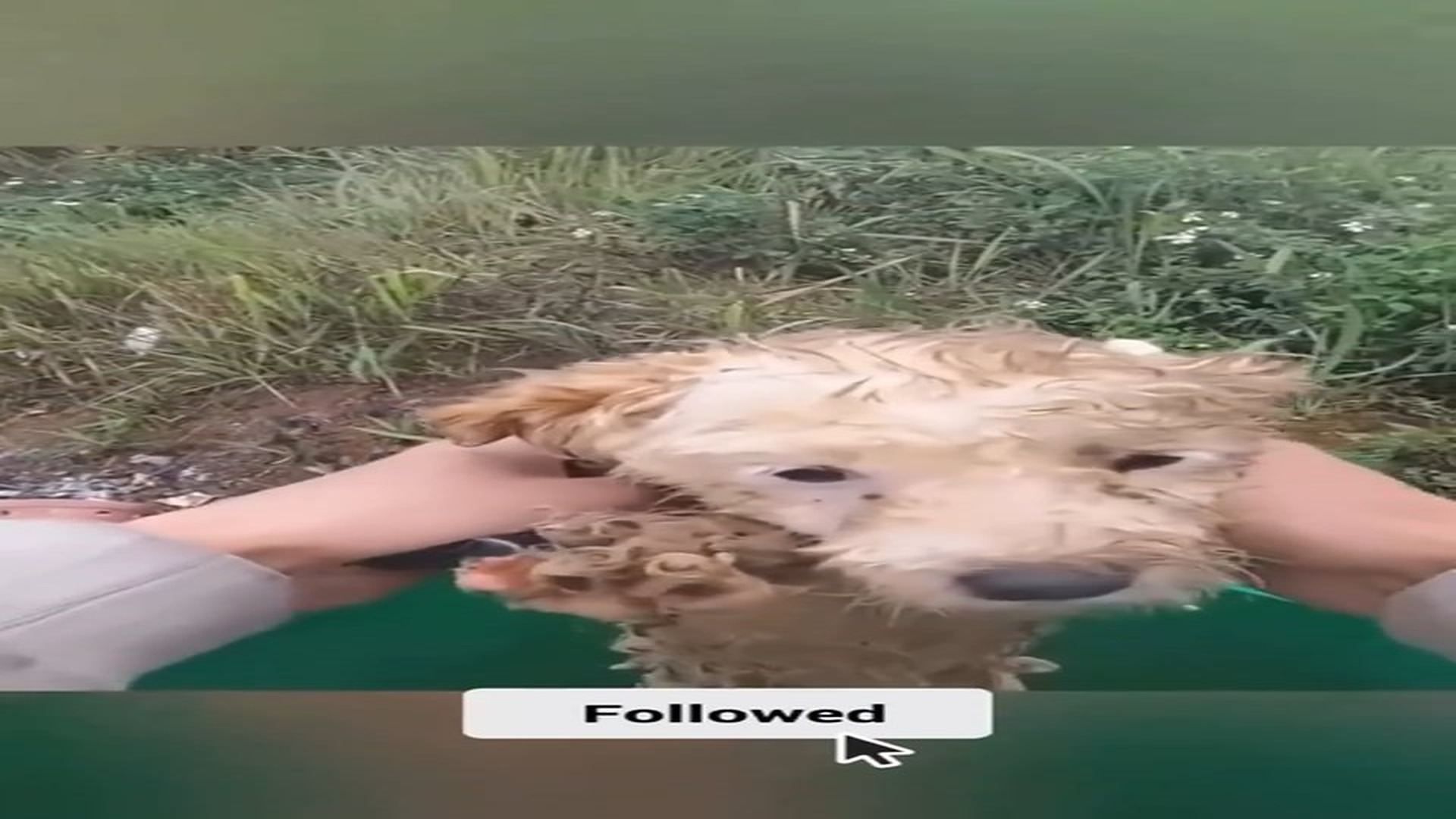 Full Video : N1308031_Tied and Thrown Away — Innocent Dog Rescued Just in Time ��” #DogRescue #AnimalRescue #StopAnimalC