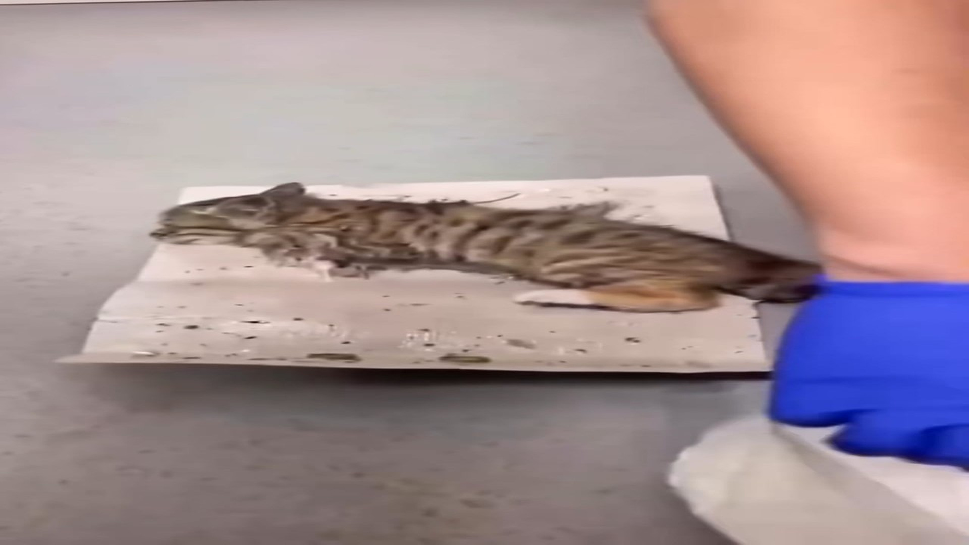 Full Video : N1308032_Tiny Kitten Stuck on Glue Trap Rescued Just in Time!” #AnimalRescue #KittenRescue #RescueStory #Hear