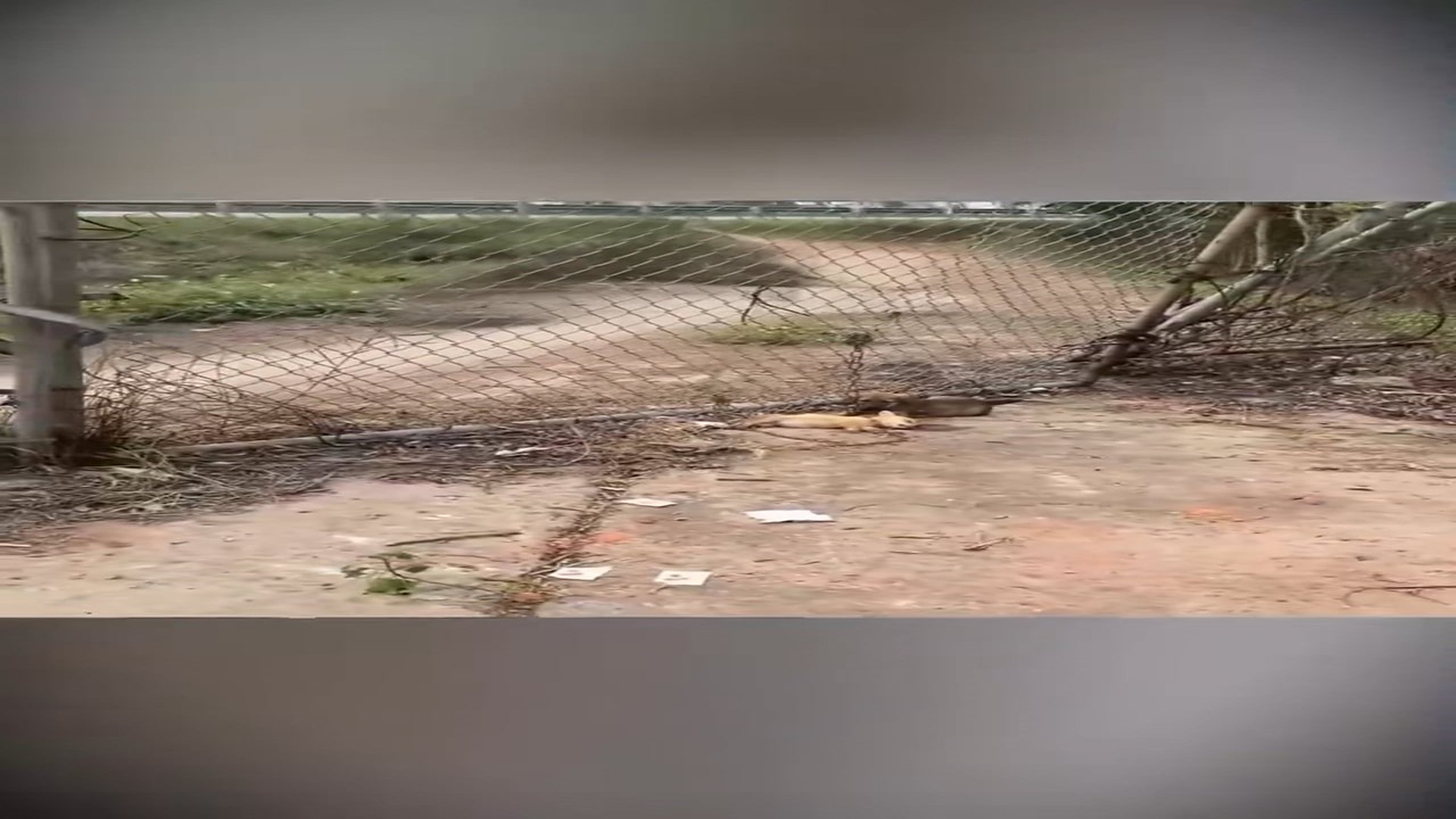 Full Video : N1308033_Two Chained Puppies Rescued Just in Time – A Heartwarming Recovery Story” #AnimalRescue #DogRescue #