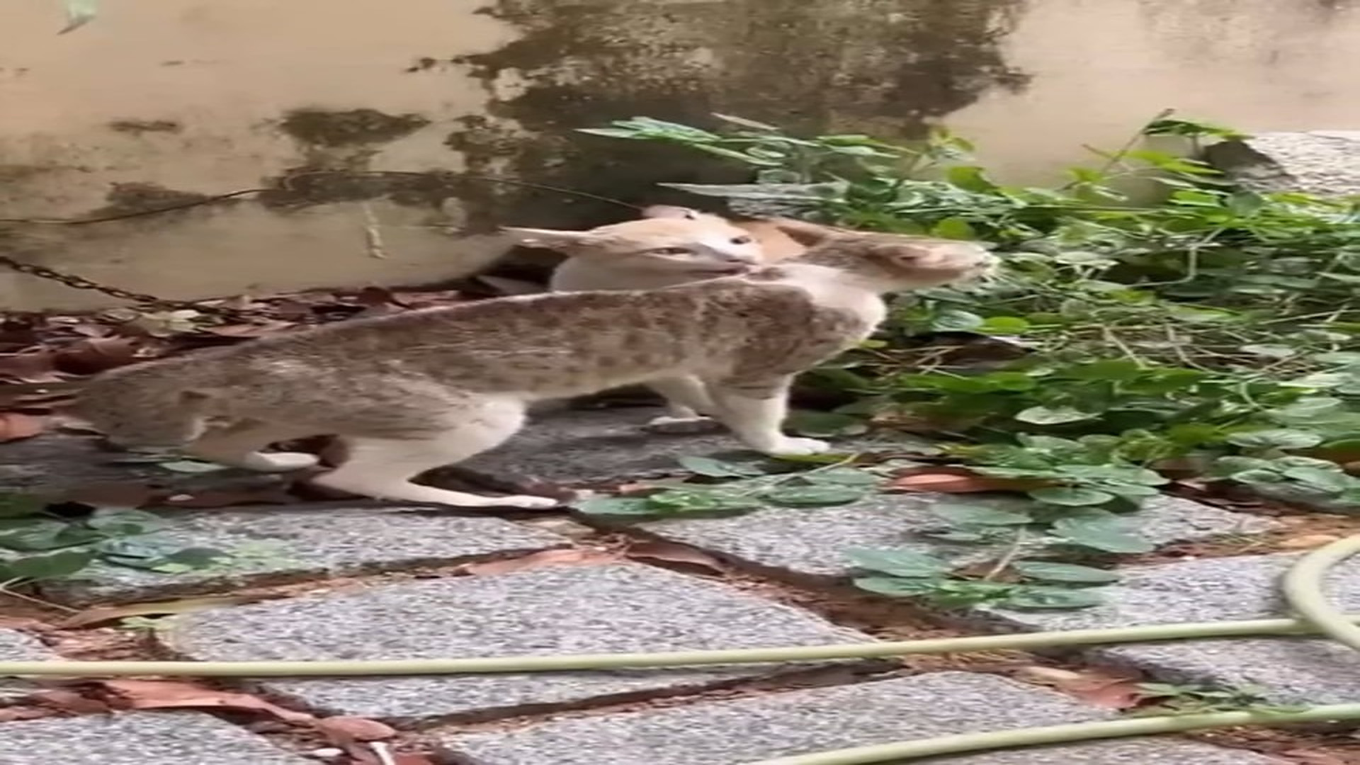 Full Video : N1308035_Why Two Male Cats Fight — The Real Reason Explained �⚔️ #CatBehavior #WhyCatsFight #AnimalFacts #Ca