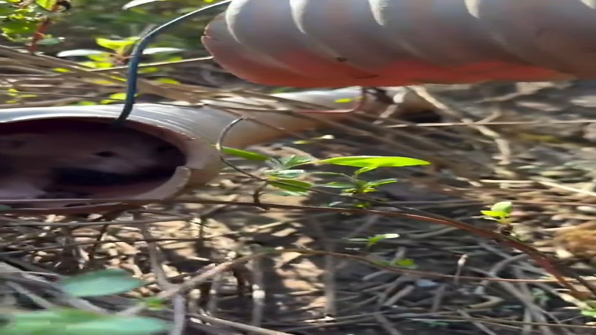 Full Video : N1308037_�� This Tiny Kitten Got Trapped Inside a Water Pipe… I Waited to Save Him! ❤️ #KittenRescue #CatR