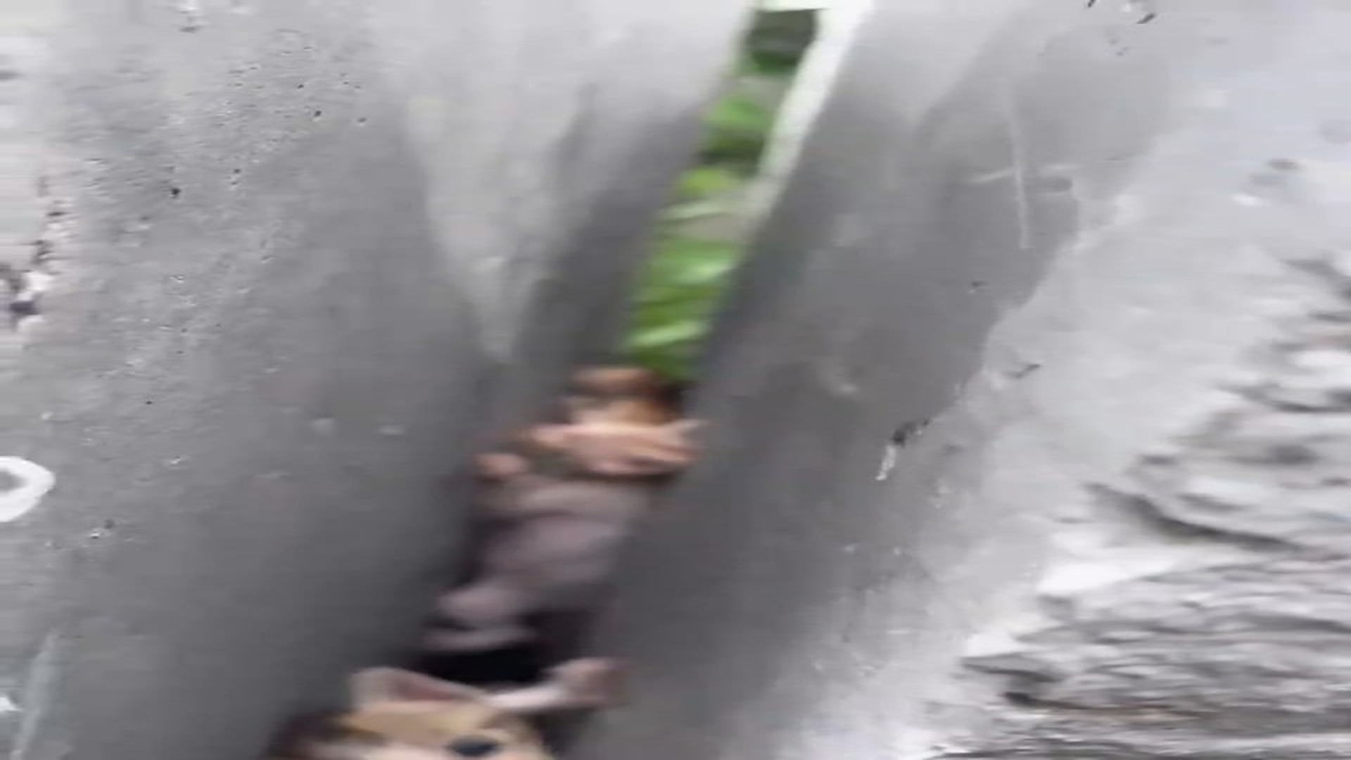 Full Video : N1308038_�� Tiny Kittens Trapped Inside a Wall… We Rushed to Save Them! ❤️ #KittenRescue #CatRescue #Anim