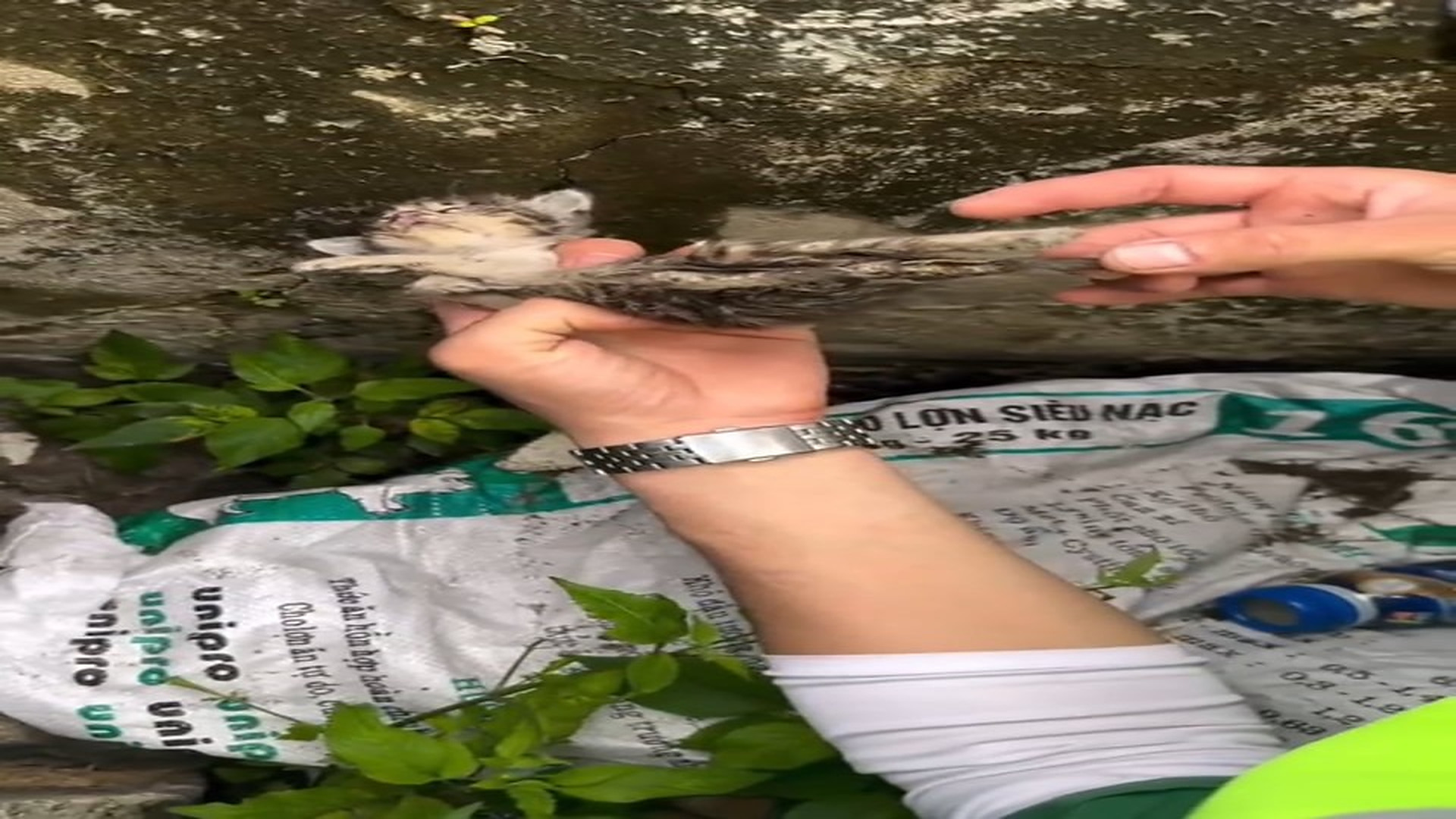 Full Video : N1308040_� We Were Too Late… But We Saved the Mother Cat & Her Babies �❤️ #CatRescue #KittenRescue #AnimalR