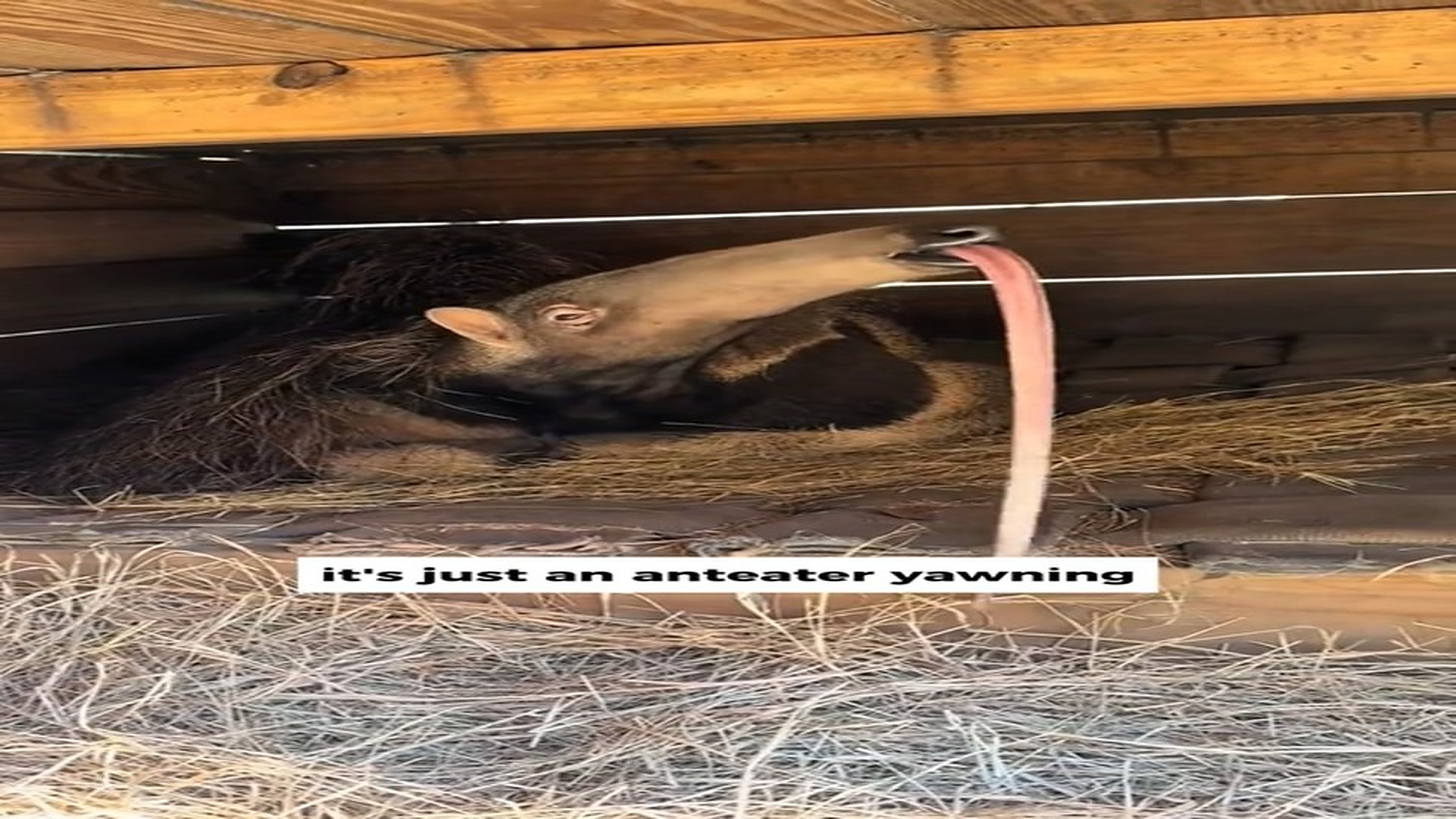 Full Video : N1508001_#animals #funny #petlover