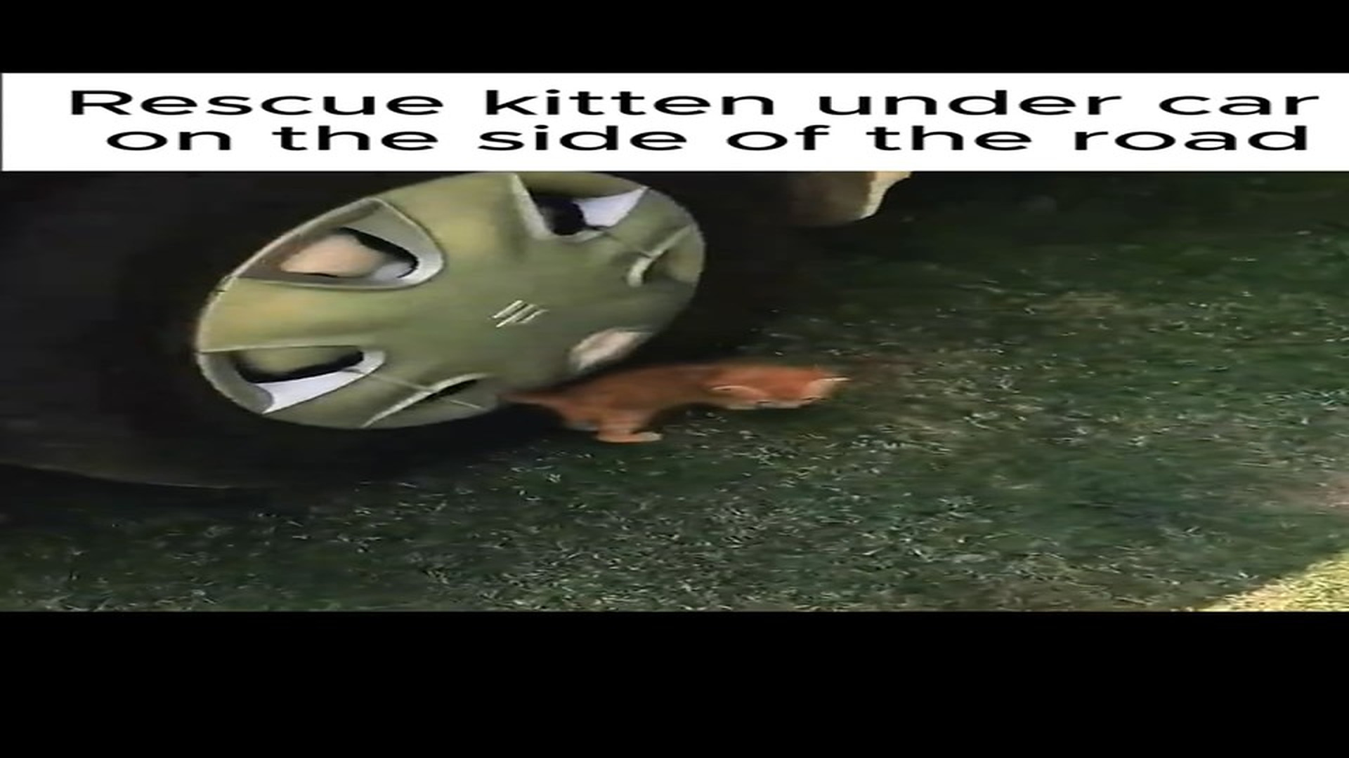 Full Video : N1508002_#rescue #rescueanimals #cat #kitten #animals #rescuecat #fyp