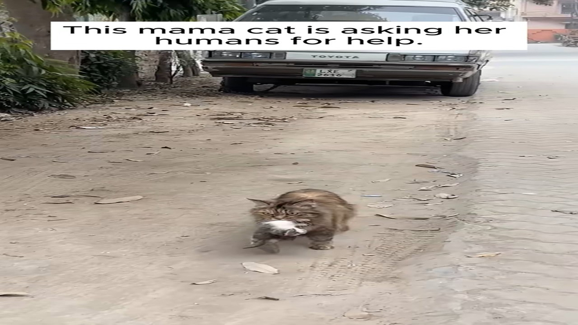 Full Video : N1508003_#rescue #rescueanimals #rescuecat #foryou