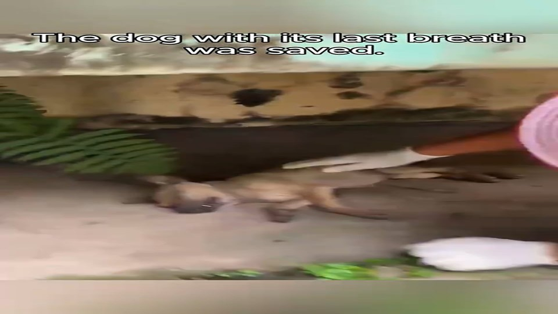 Full Video : N1508004_#rescue #rescuedog #animals #dog #fyp #rescueanimals