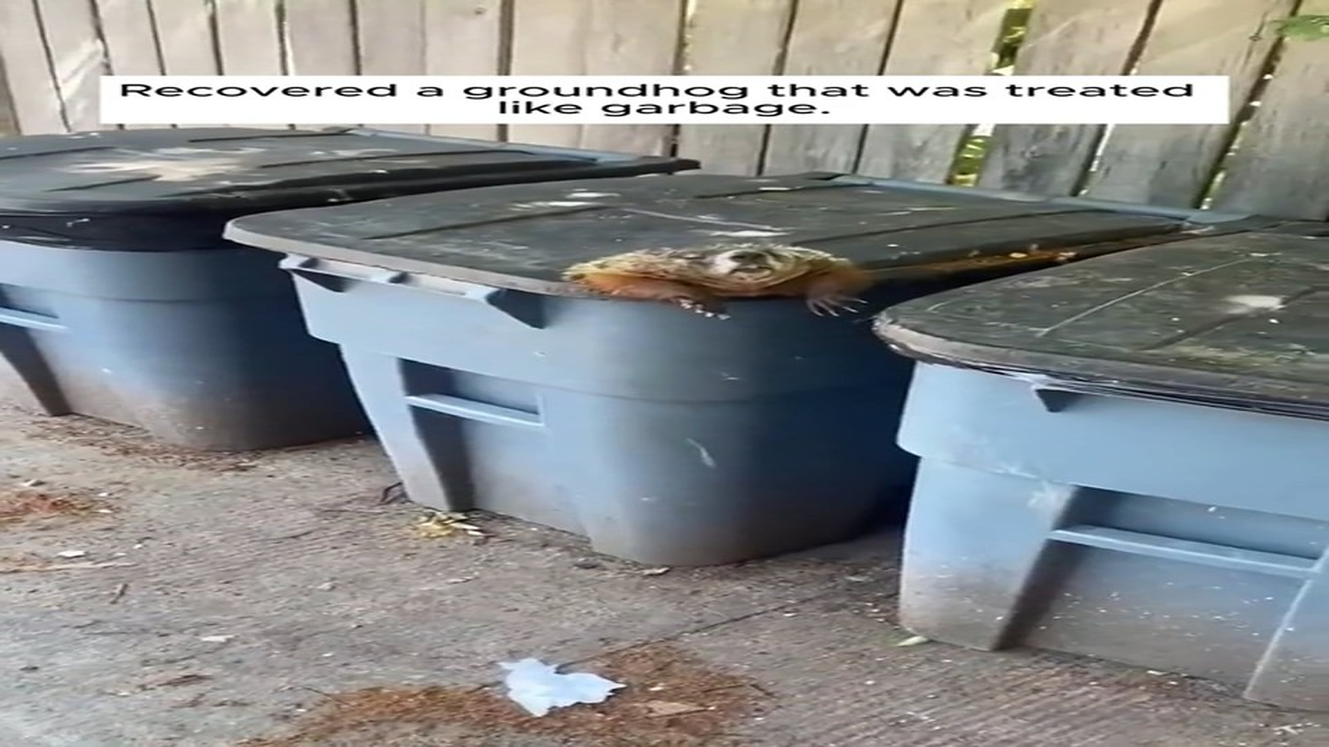 Full Video : N1508008_A groundhog caught in a bin #animals #animalrescue #rescue #animalsoftiktok #fyp