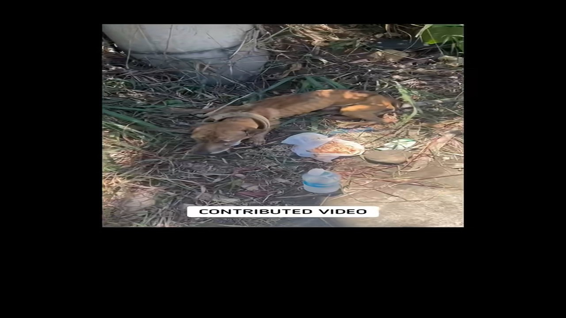 Full Video : N1508012_Dog under truck