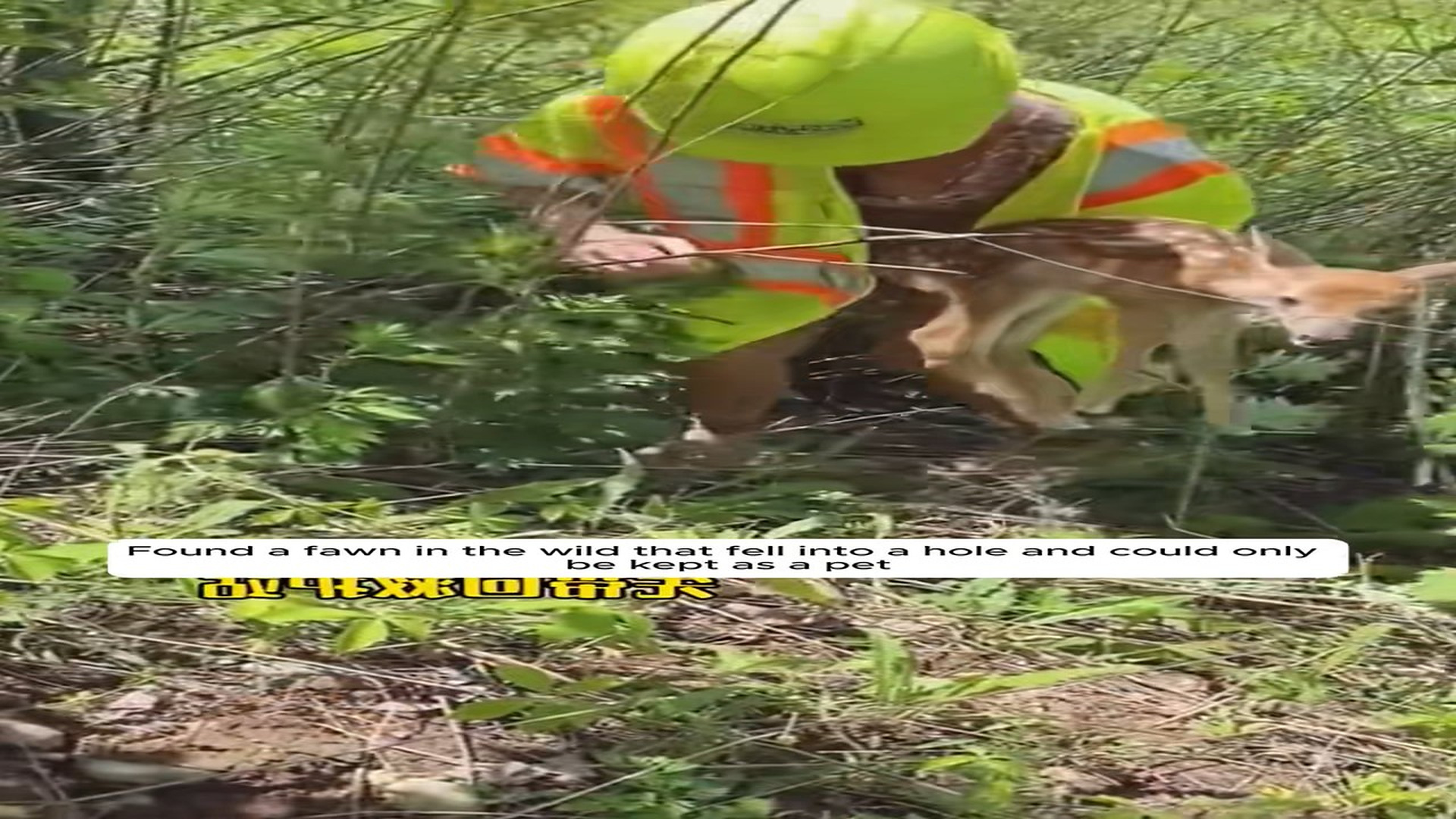 Full Video : N1508013_Found a fawn in the wild that fell into a hole and could only be kept as a pet.#animals #animalrescu