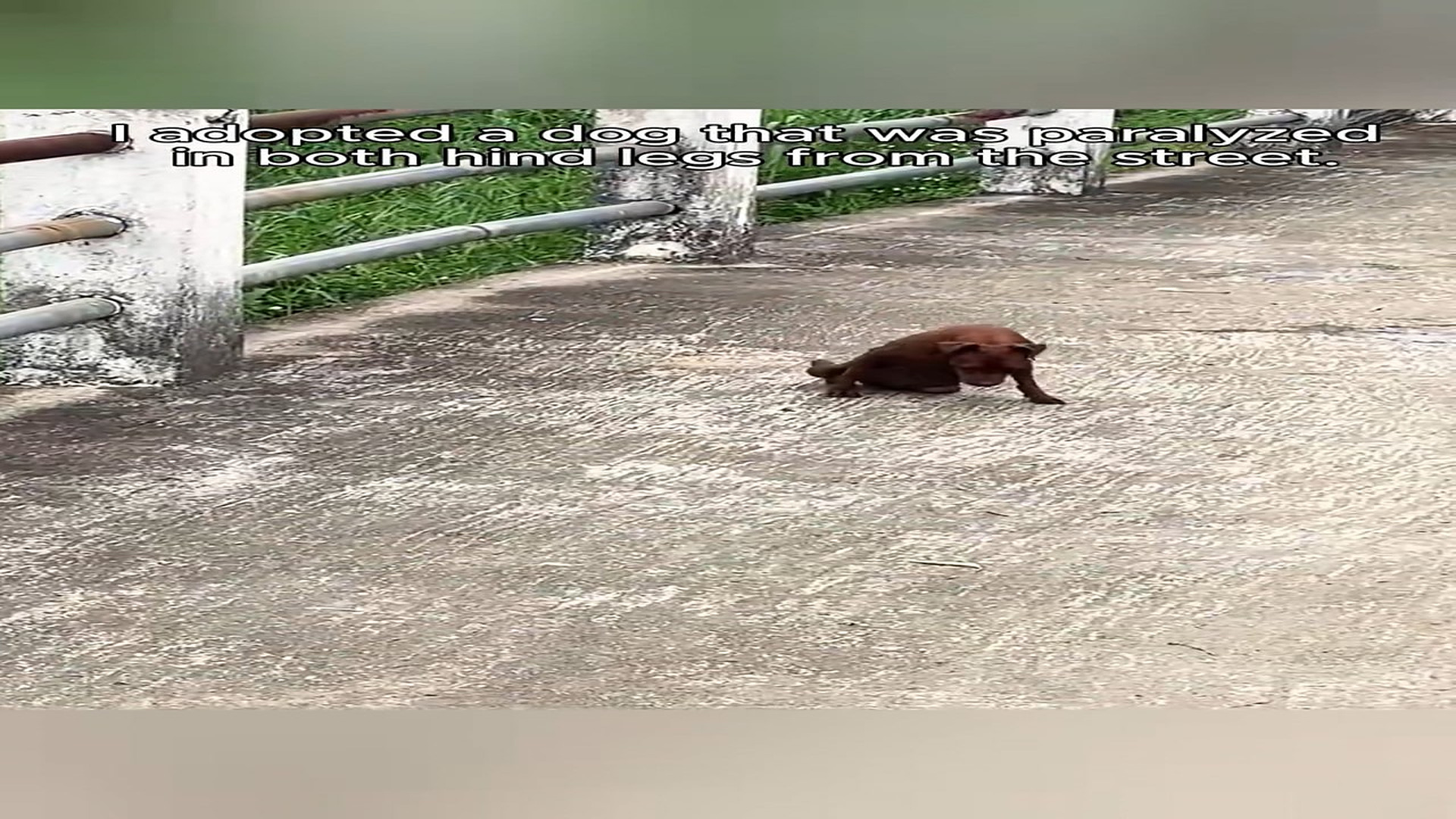 Full Video : N1508015_He is not whole but very cute . ❤️❤️❤️❤️#rescue #rescuedog #animals #rescueanimals #fyp