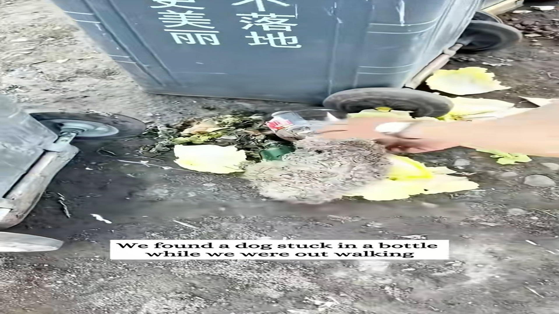 Full Video : N1508018_Hearing a cry, I saw …. #rescue #animals #dog #puppy #animalrescue
