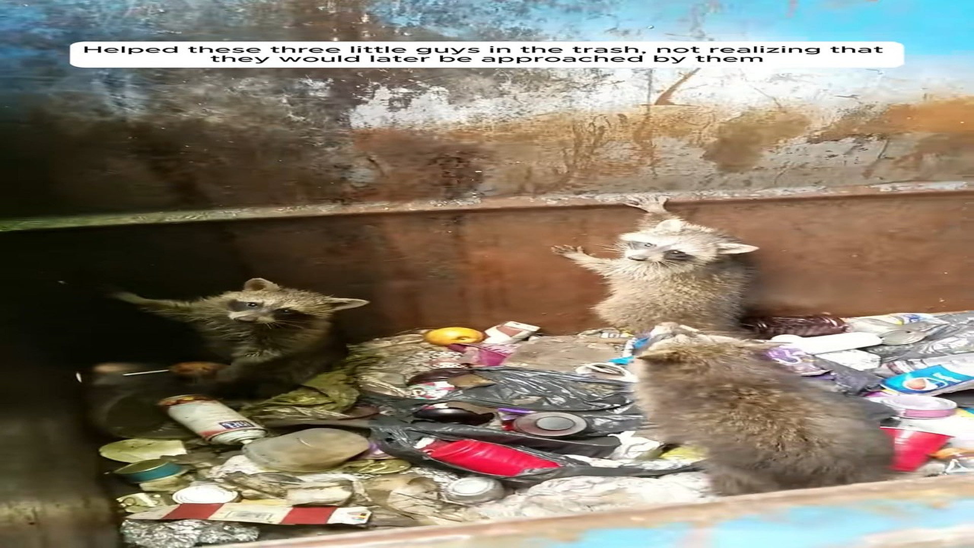 Full Video : N1508019_Helped these three little guys in the trash, not realizing that they would later be approached by th