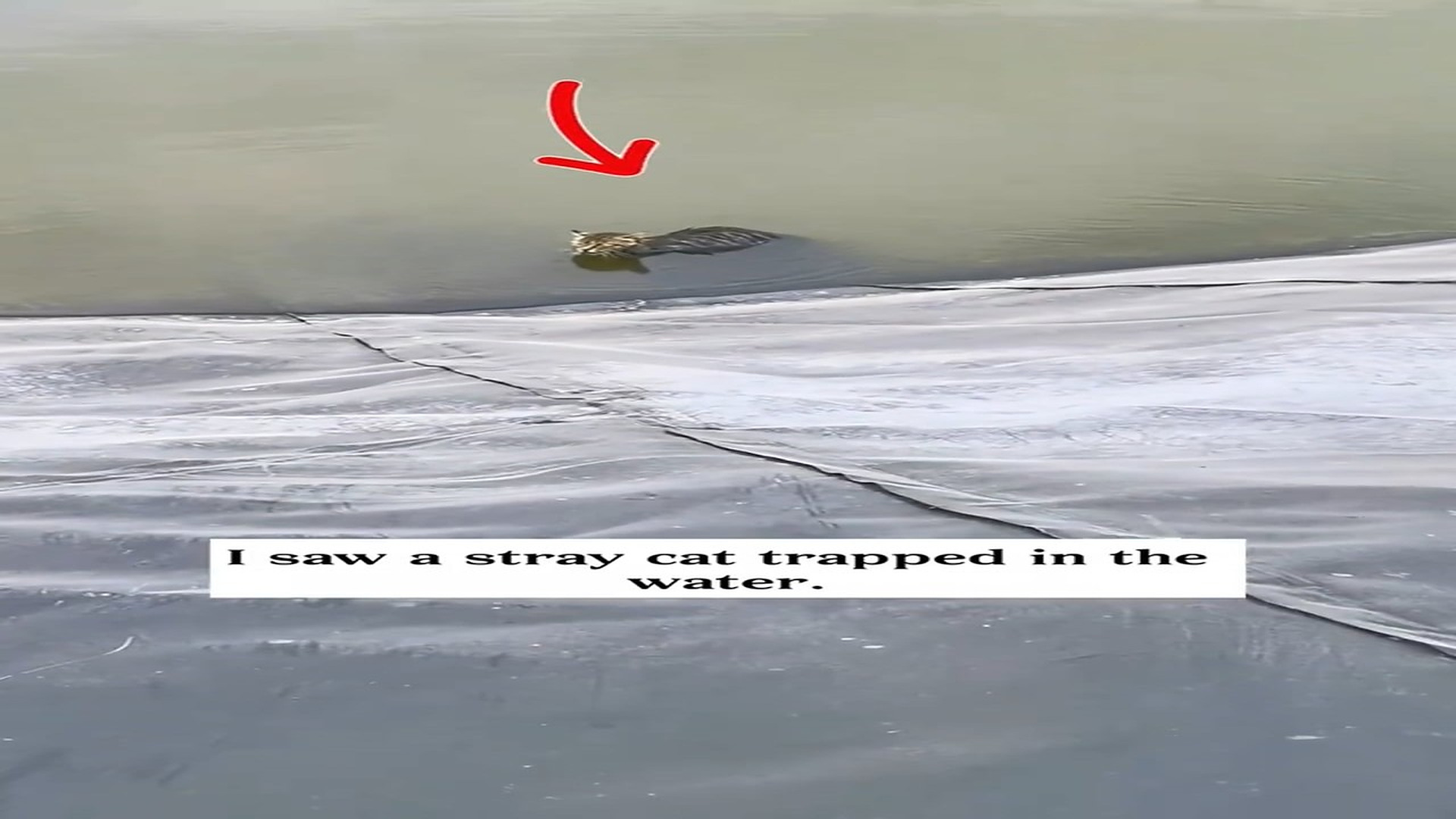 Full Video : N1508028_I saw a stray cat trapped in the water.I helped the kitten climb out of the puddle with a rope and t