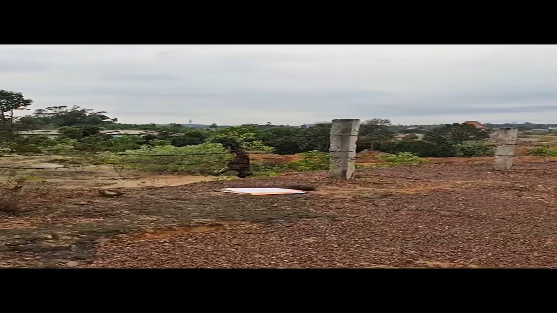 Full Video : N1508048_Rescue a dog �������❤️❤️❤️❤️❤️❤️❤️❤️❤️#rescue #rescueanimals #animals #animalsoftiktok #dog #