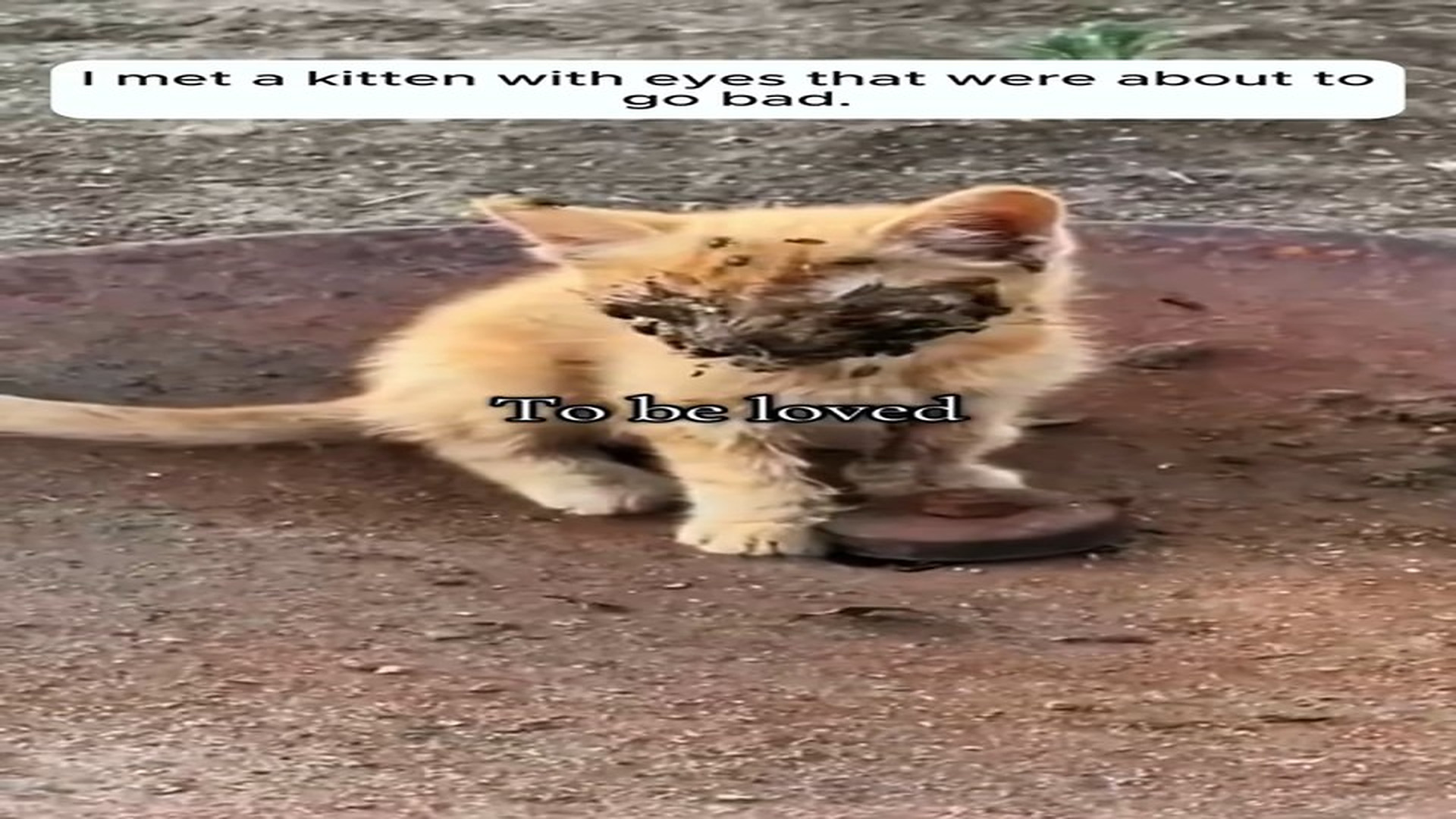 Full Video : N1508042_Poor kitten . #rescue #rescueanimals #animals #fyp #kitten