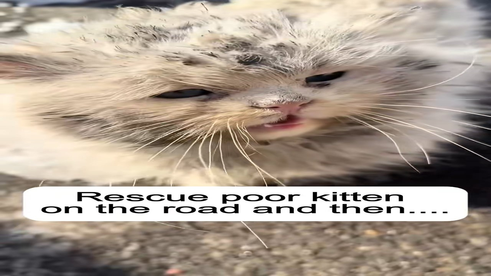 Full Video : N1508044_Poor kitten. #rescue #rescuekitten #kitten #animals #animalsoftiktok