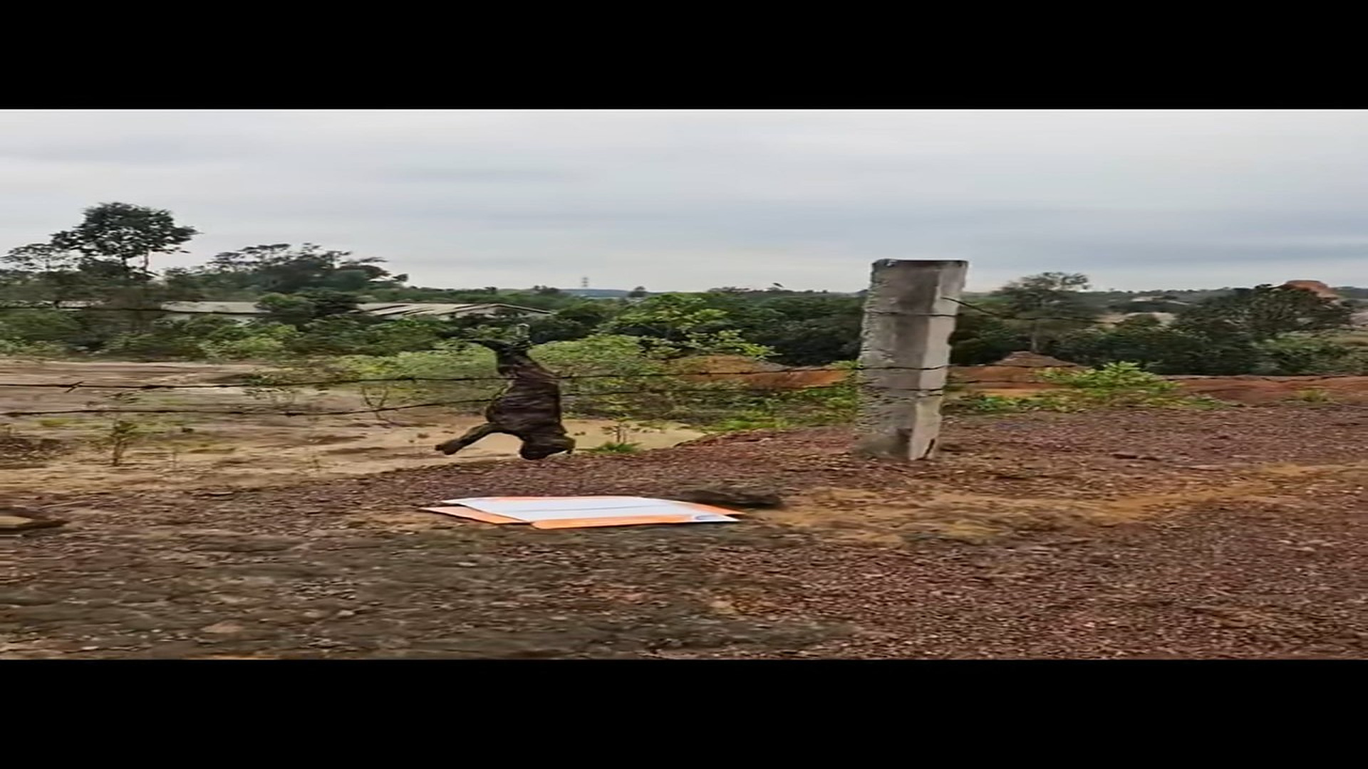 Full Video : N1508048_Rescue a dog �������❤️❤️❤️❤️❤️❤️❤️❤️❤️#rescue #rescueanimals #animals #animalsoftiktok #dog #
