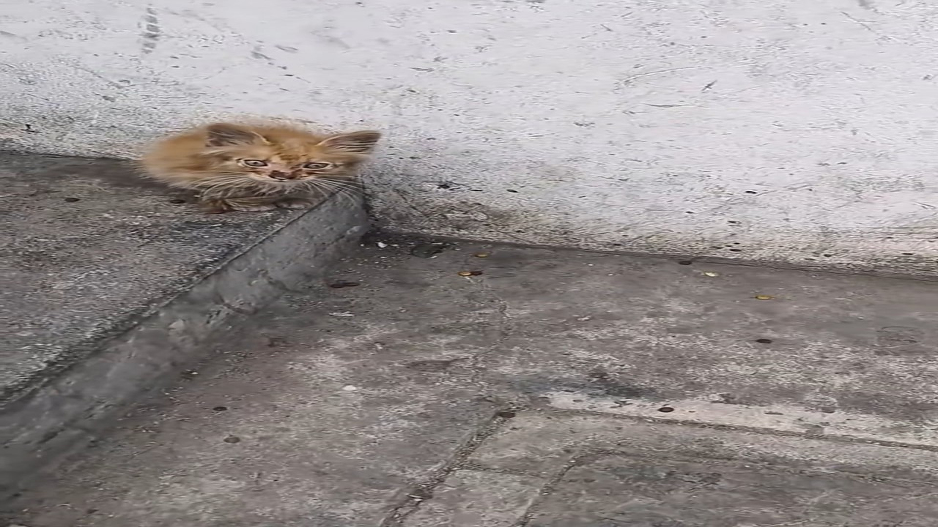 Full Video : N1508049_Rescue a kitten on the road�������❤️❤️❤️❤️❤️❤️❤️❤️#rescue #rescueanimals #rescuecat #rescueki