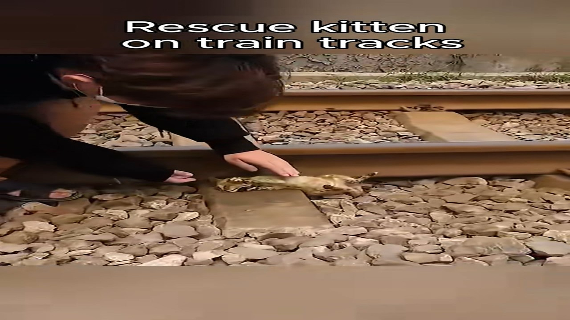 Full Video : N1508050_Rescue a kitten on train tracks ����❤️❤️❤️❤️#rescue #rescueanimals #animals #kitten #fyp