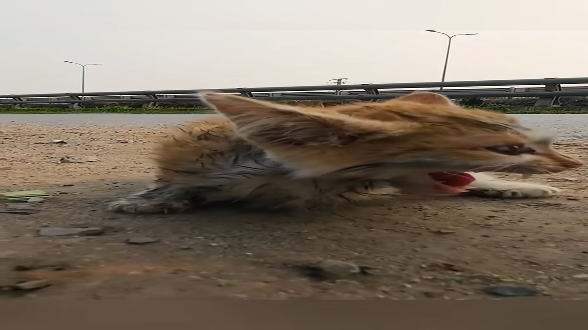 Full Video : N1508051_Rescue a poor kitten on the road �������❤️❤️❤️❤️❤️❤️❤️❤️#rescue #rescueanimals #rescuecat #re