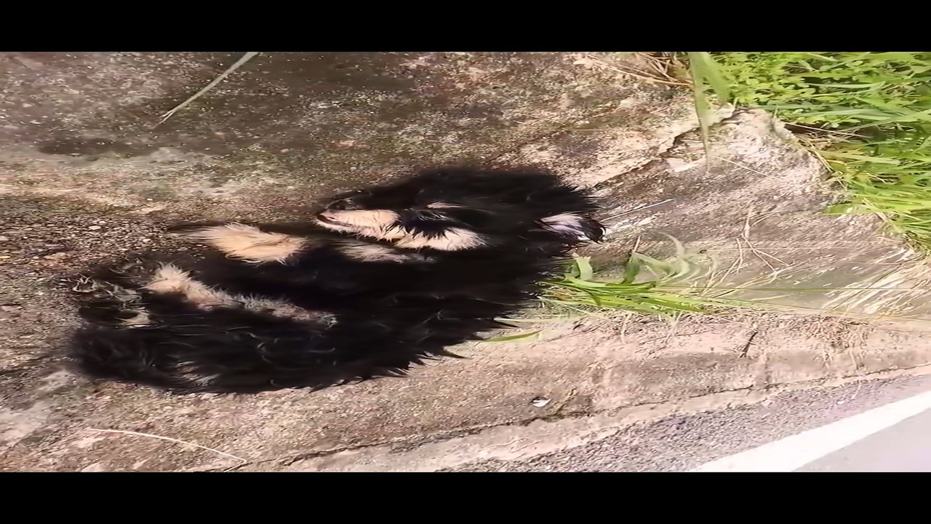 Full Video : N1508053_Rescue the dying dog lying on the side of the road�����❤️❤️❤️❤️#rescue #rescuedog #rescuepuppy