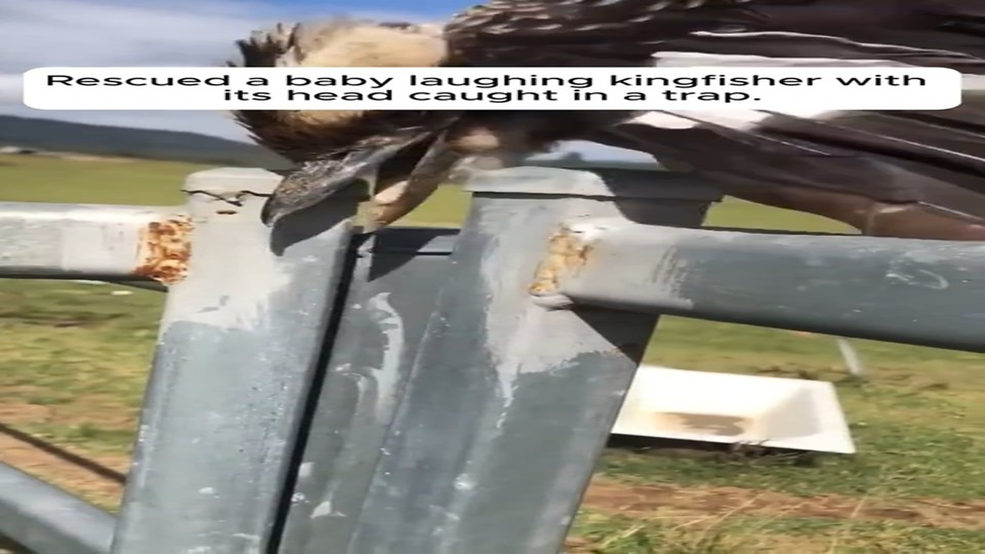 Full Video : N1508054_Rescued a baby laughing kingfisher with its head caught in a trap.#animals #animalrescue #rescue #an