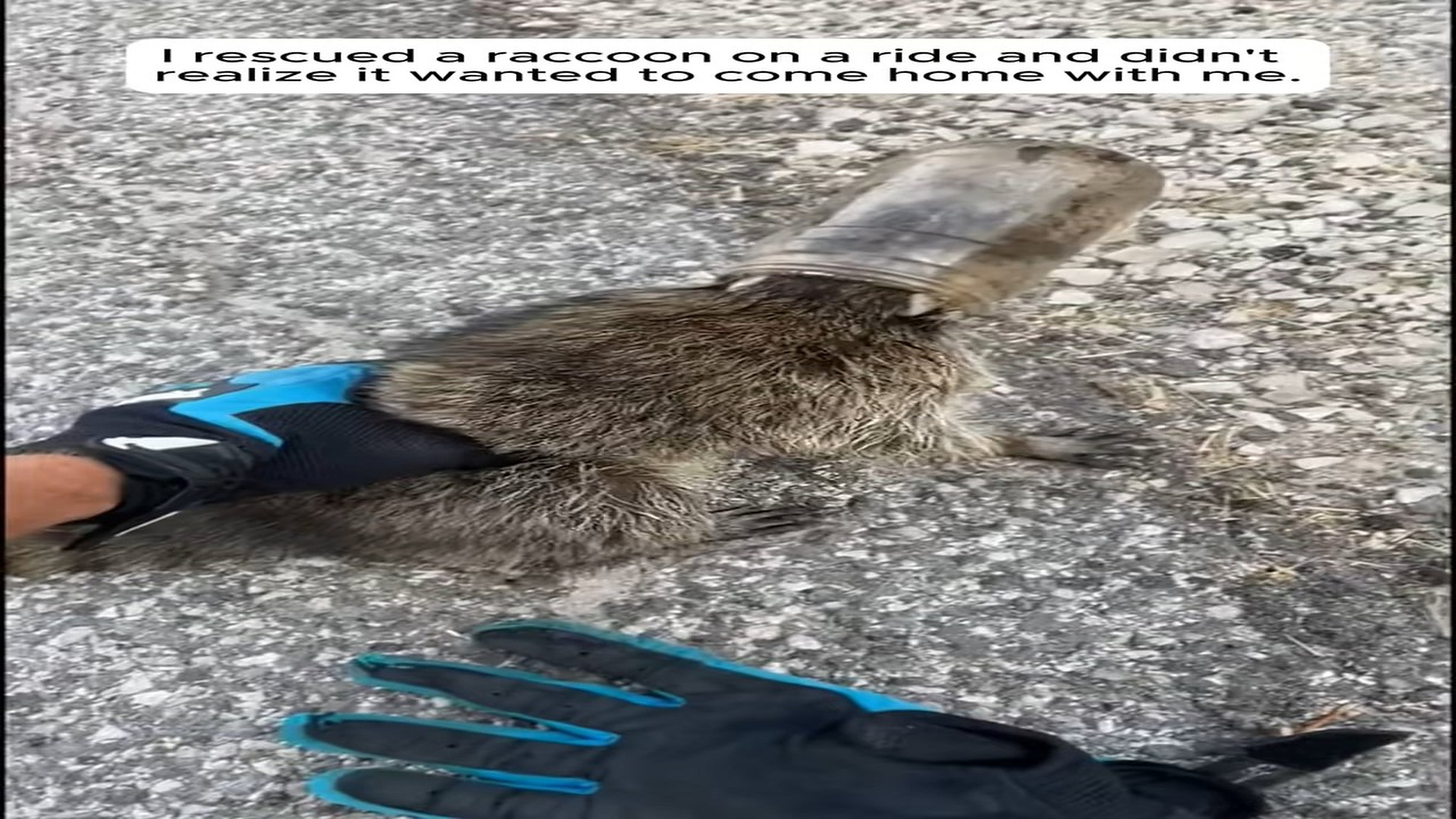 Full Video : N1508057_Rescued a raccoon on a ride, didn't realize it wanted to come home with me.#animals #animalrescue #r