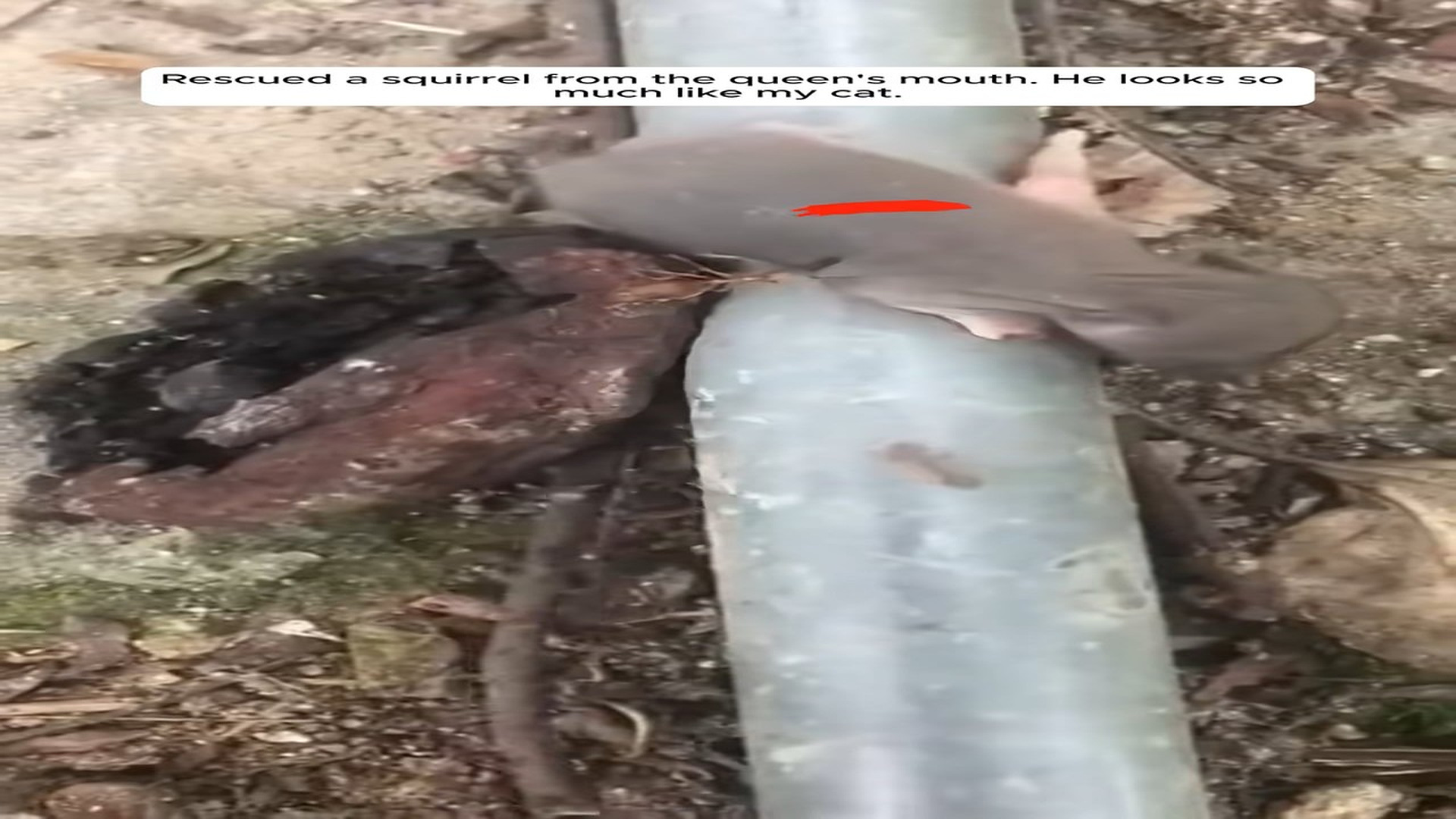 Full Video : N1508058_Rescued a squirrel from the queen's mouth. He looks so much like my cat.#animals #animalrescue #resc