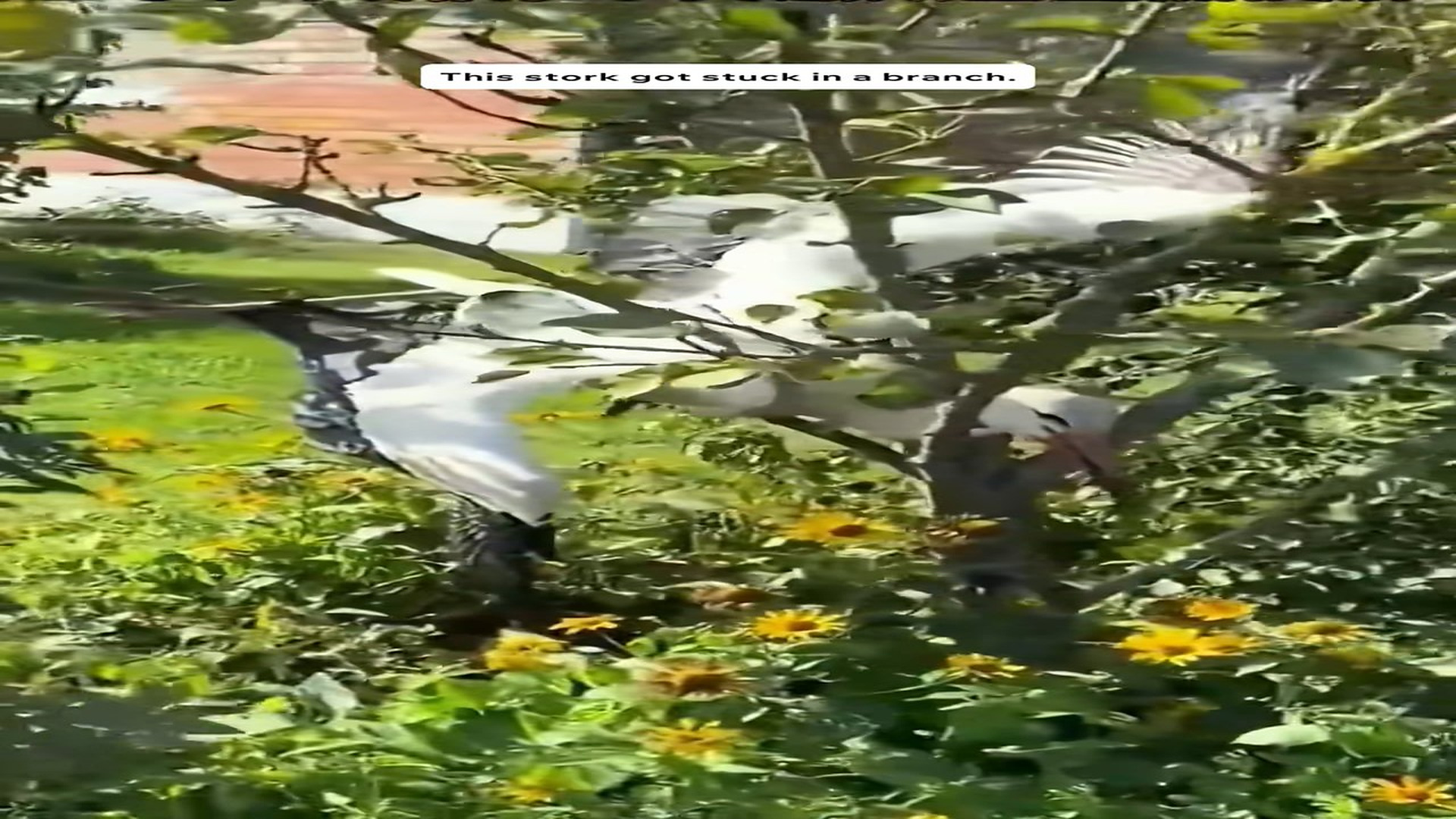 Full Video : N1508059_Rescued a stork that got stuck in a branch #animals #animalrescue #rescue #animalsoftiktok #fyp