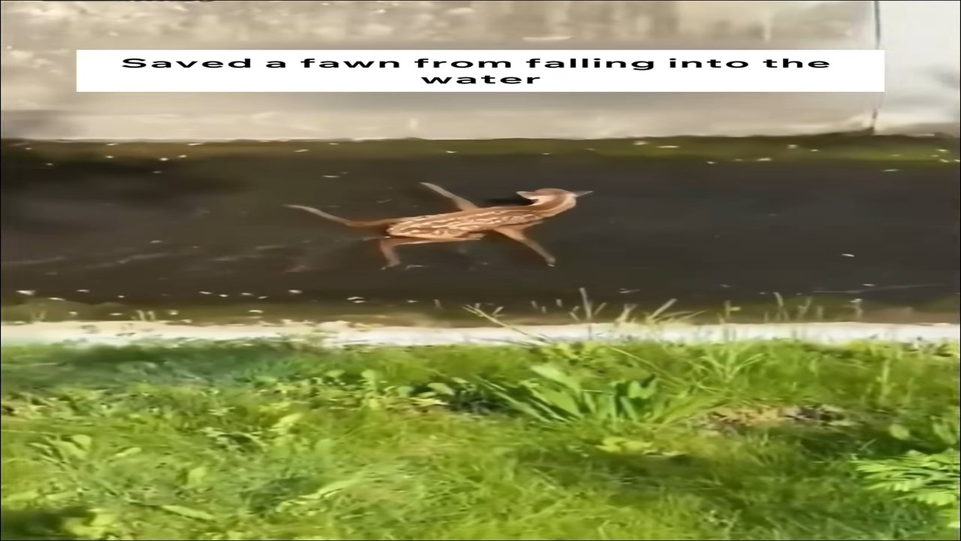 Full Video : N1508062_Rescued this fawn that fell into the water #animals #animalrescue #rescue #animalsoftiktok #fyp
