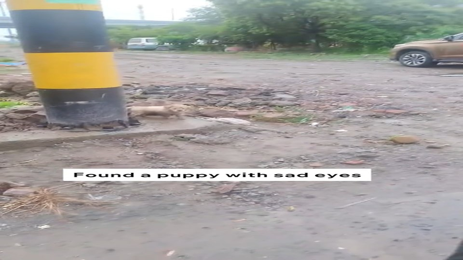 Full Video : N1508063_Rescued this stray dog and make him my family #animals #animalrescue #rescue #animalsoftiktok #fyp (1)