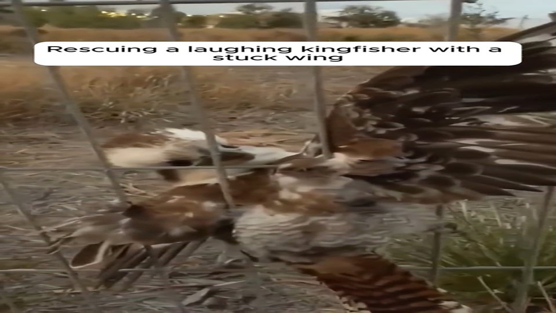 Full Video : N1508065_Rescuing a laughing kingfisher with a stuck wing.#animals #animalrescue #rescue #animalsoftiktok #fy