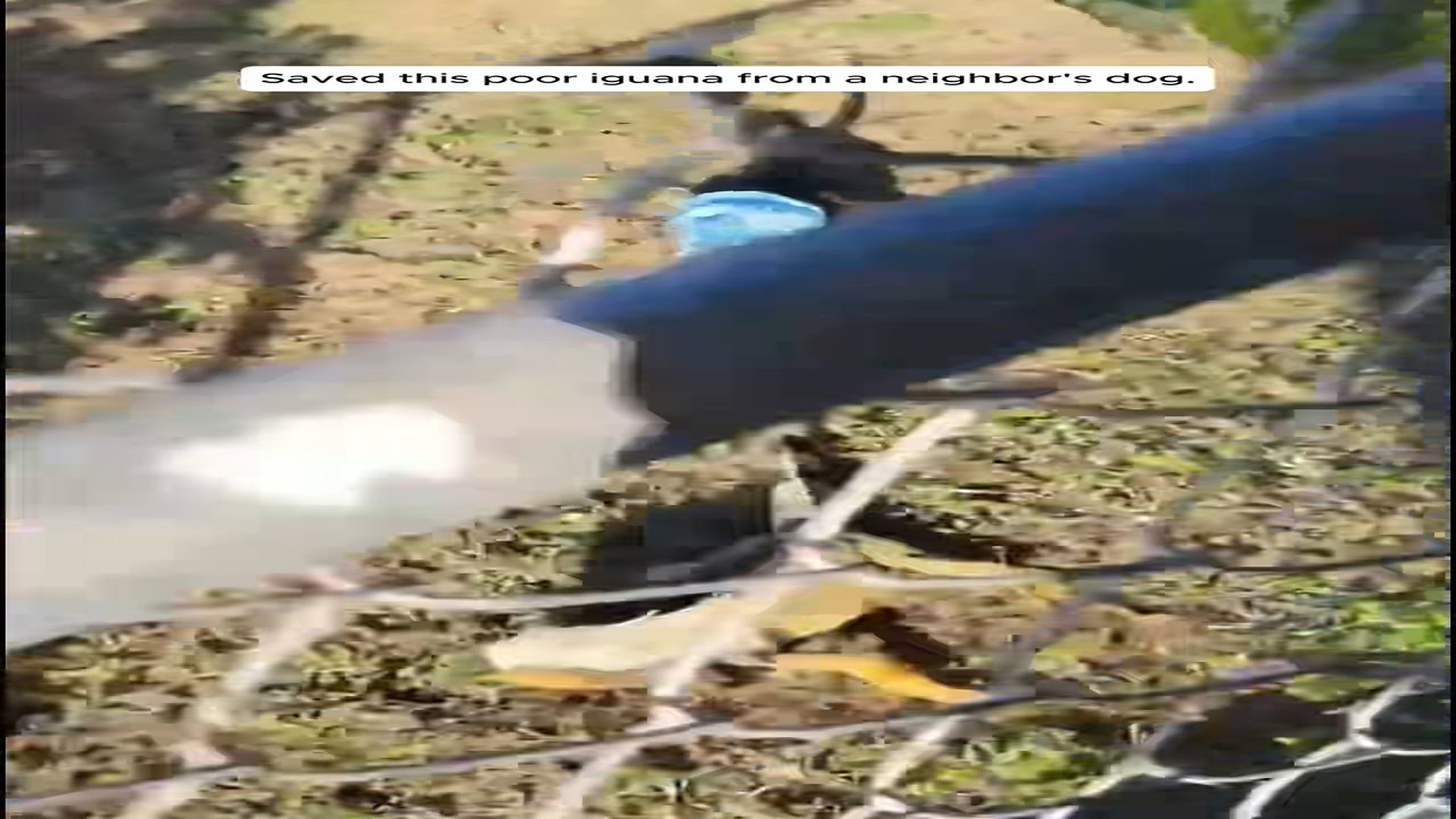 Full Video : N1508067_Saved this poor iguana from a neighbor's dog.#animals #animalrescue #rescue #animalsoftiktok #fyp
