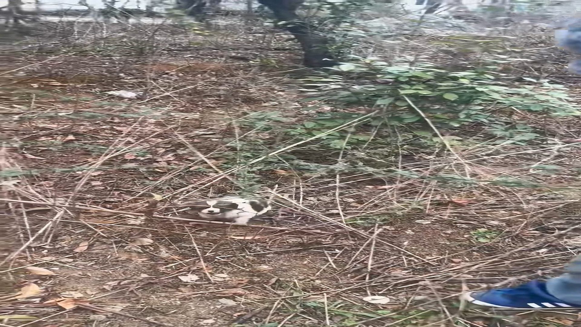 Full Video : N1508071_The girl rescue a puppy and then… #rescue #rescueanimals #animals #puppy #fyp