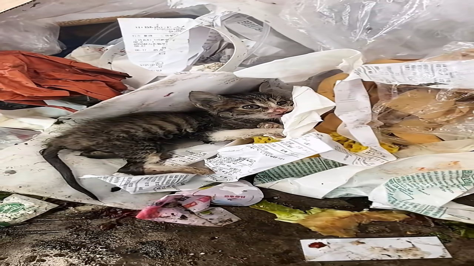 Full Video : N1508072_The girl rescues a dying kitten lying in a garbage pile and then…. #rescue #rescueanimals #rescuecat