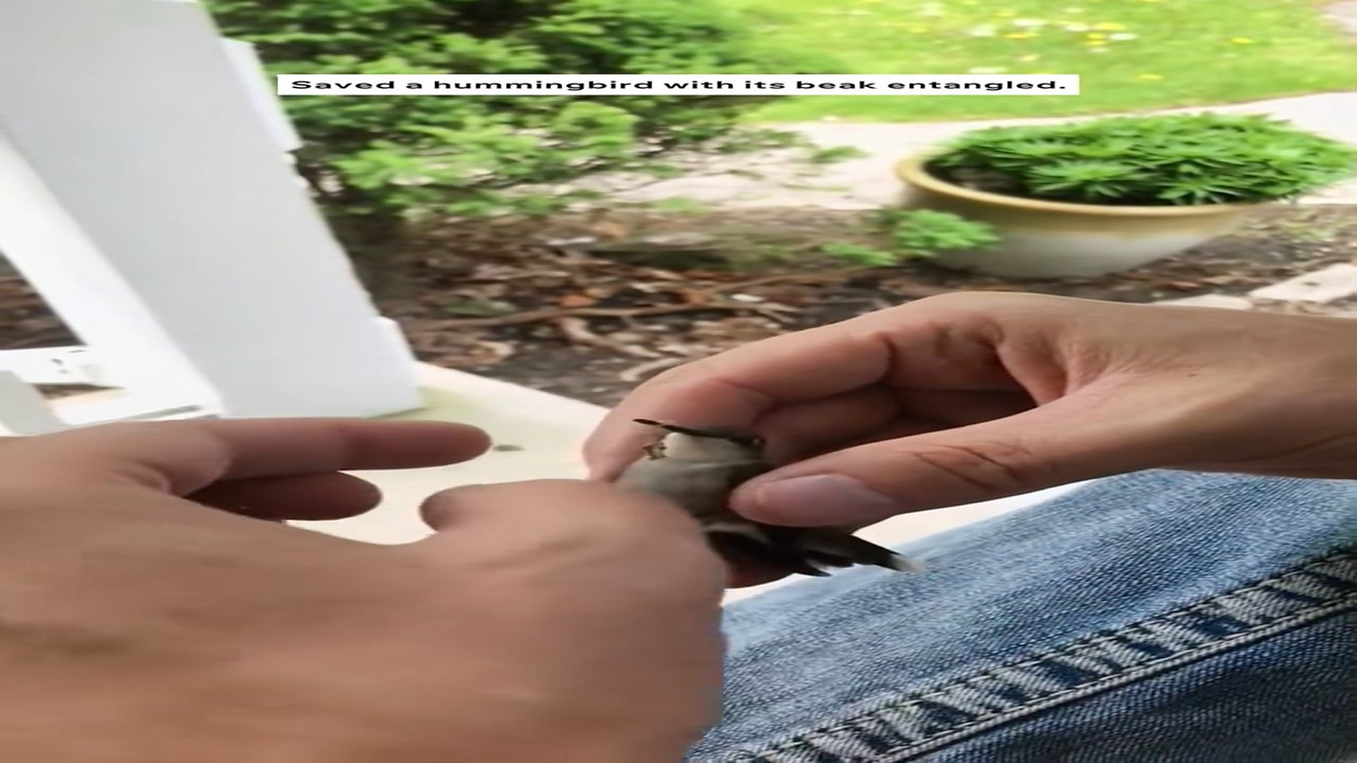 Full Video : N1508073_The hummingbird got its beak entangled #animals #animalrescue #rescue #animalsoftiktok #fyp