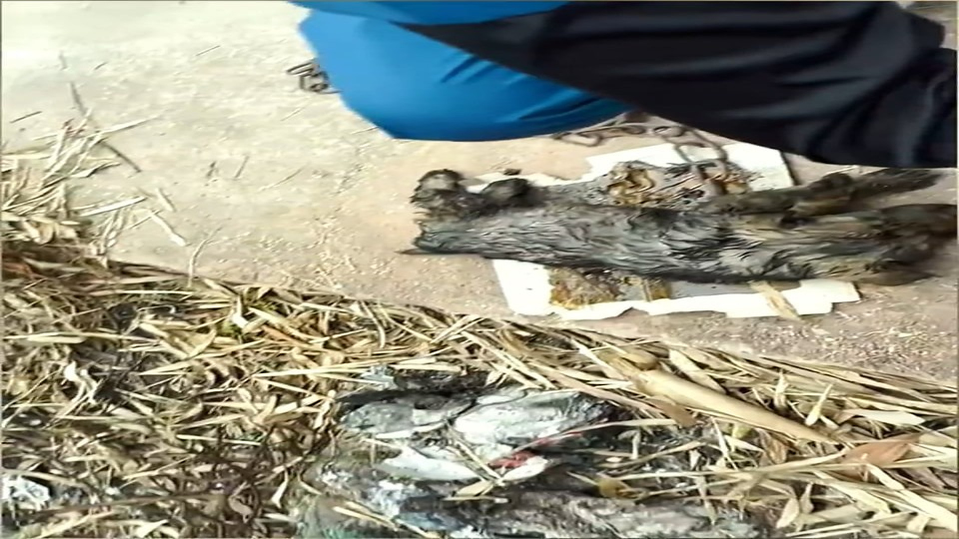 Full Video : N1508074_The kind family rescues a puppy from dump ������❤️❤️❤️❤️❤️❤️❤️❤️#rescue #rescueanimals #animal