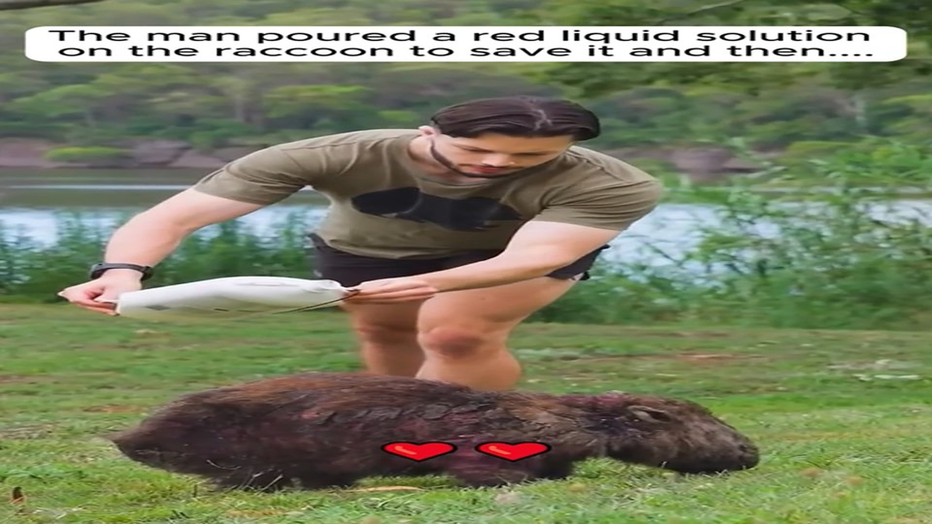Full Video : N1508075_The man rescue a raccoon. #rescue #rescueanimals #animals #animalsoftiktok #fyp