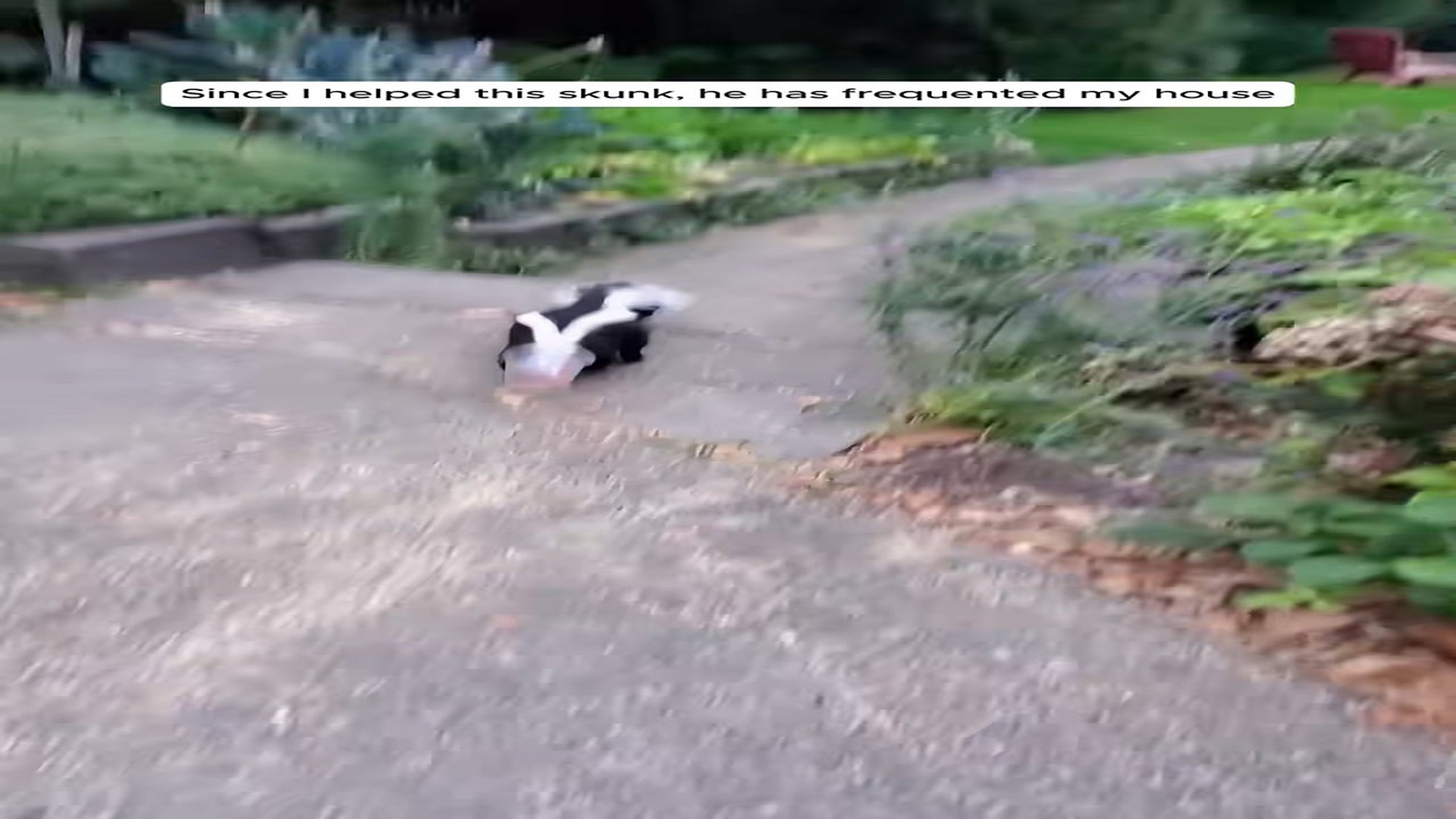 Full Video : N1508078_The skunk whose head was stuck in a can asked me for help #animals #animalrescue #rescue #animalsoft