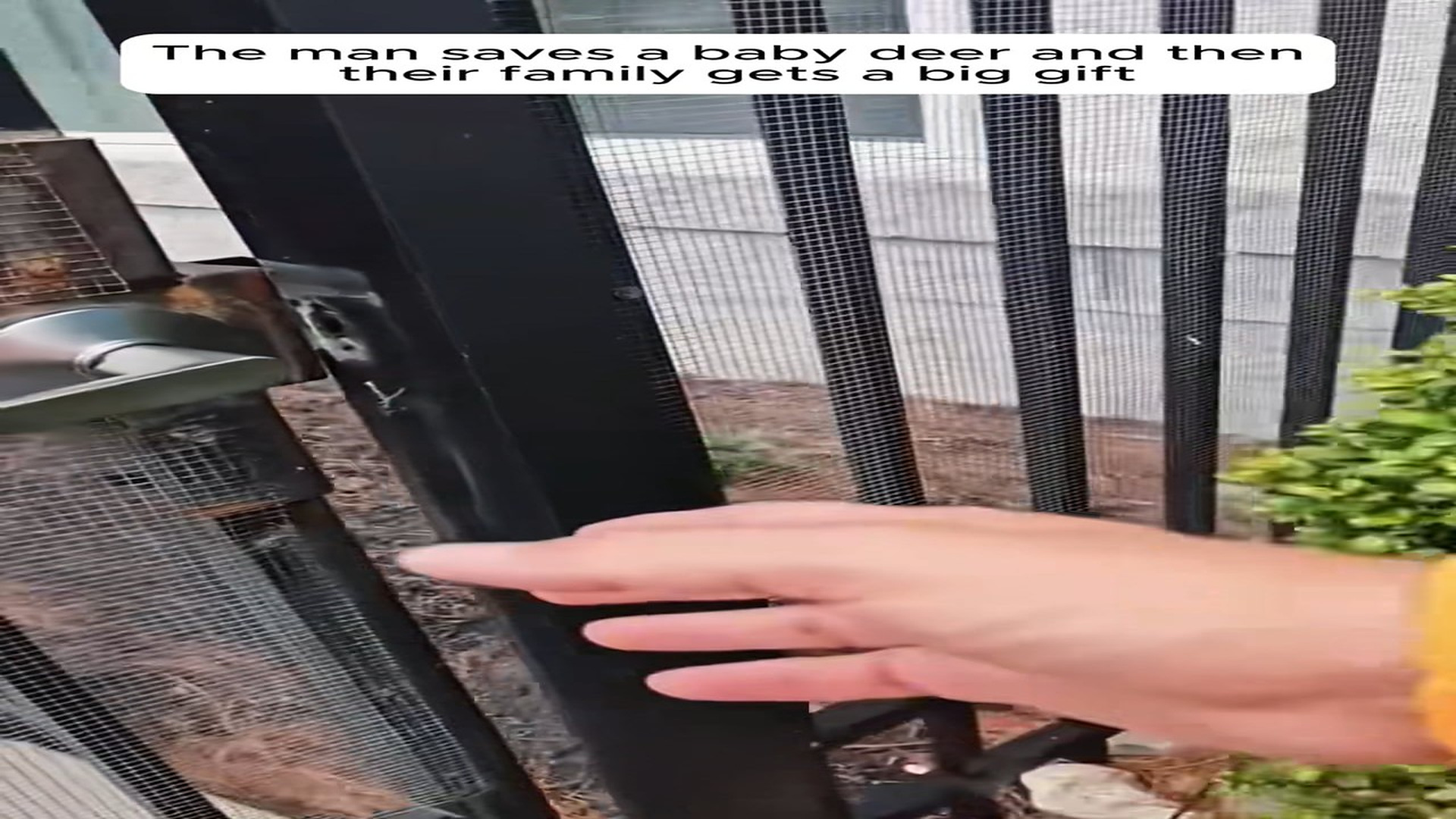 Full Video : N1508079_The story of a deer who knows how to repay a good person. #rescue #animals #rescueanimals #fyp #deer