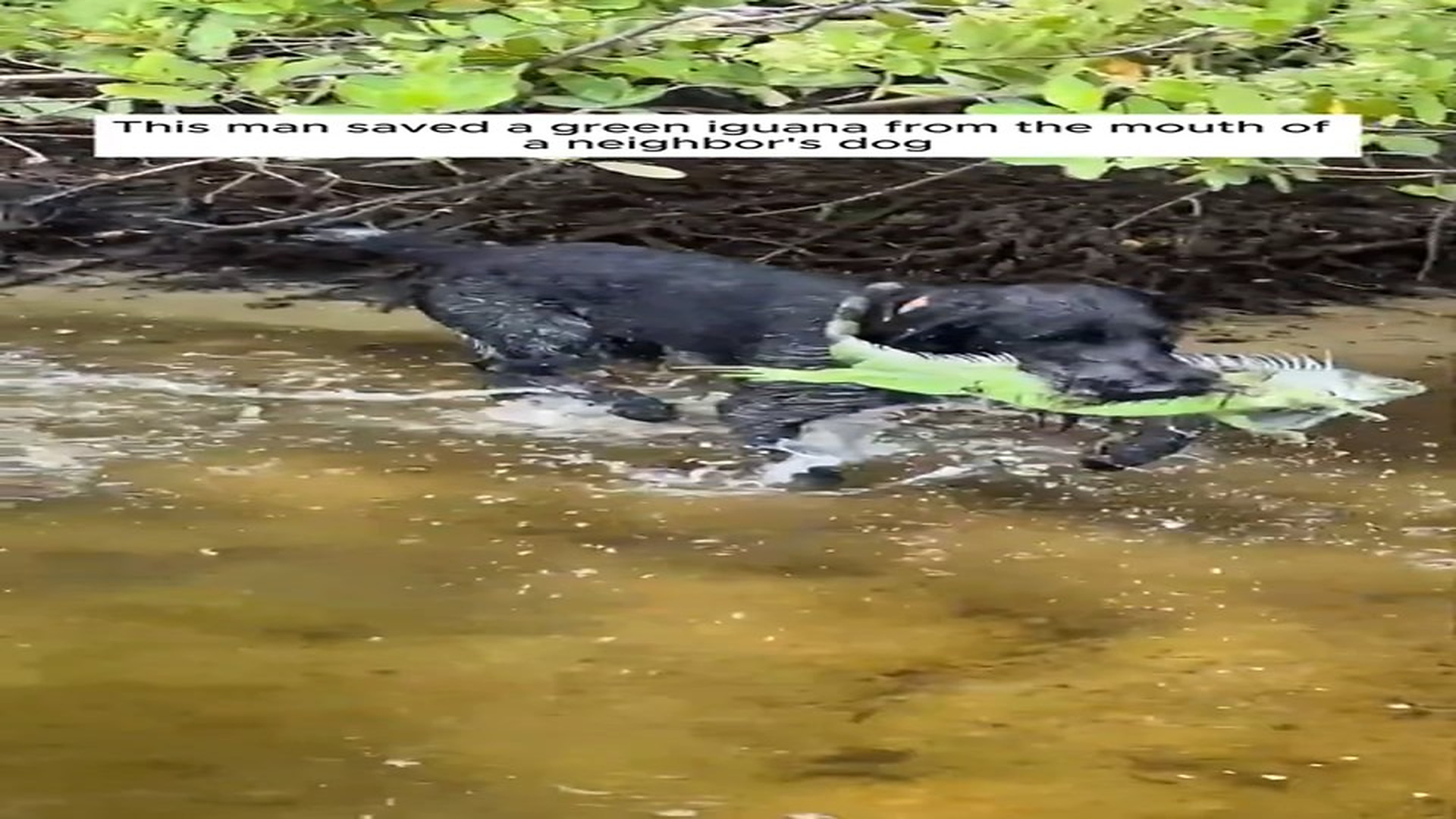Full Video : N1508084_This man saved a green iguana from his neighbour’s dog #animals #animalrescue #rescue #animalsoftikt