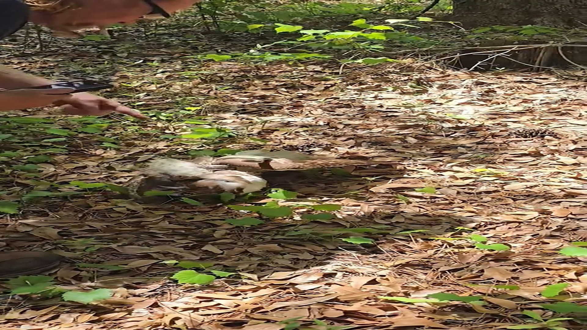Full Video : N1508085_We are rescuing a hawk that has a snake wrapped oround its body . #rescue #rescueanimals #animals #h